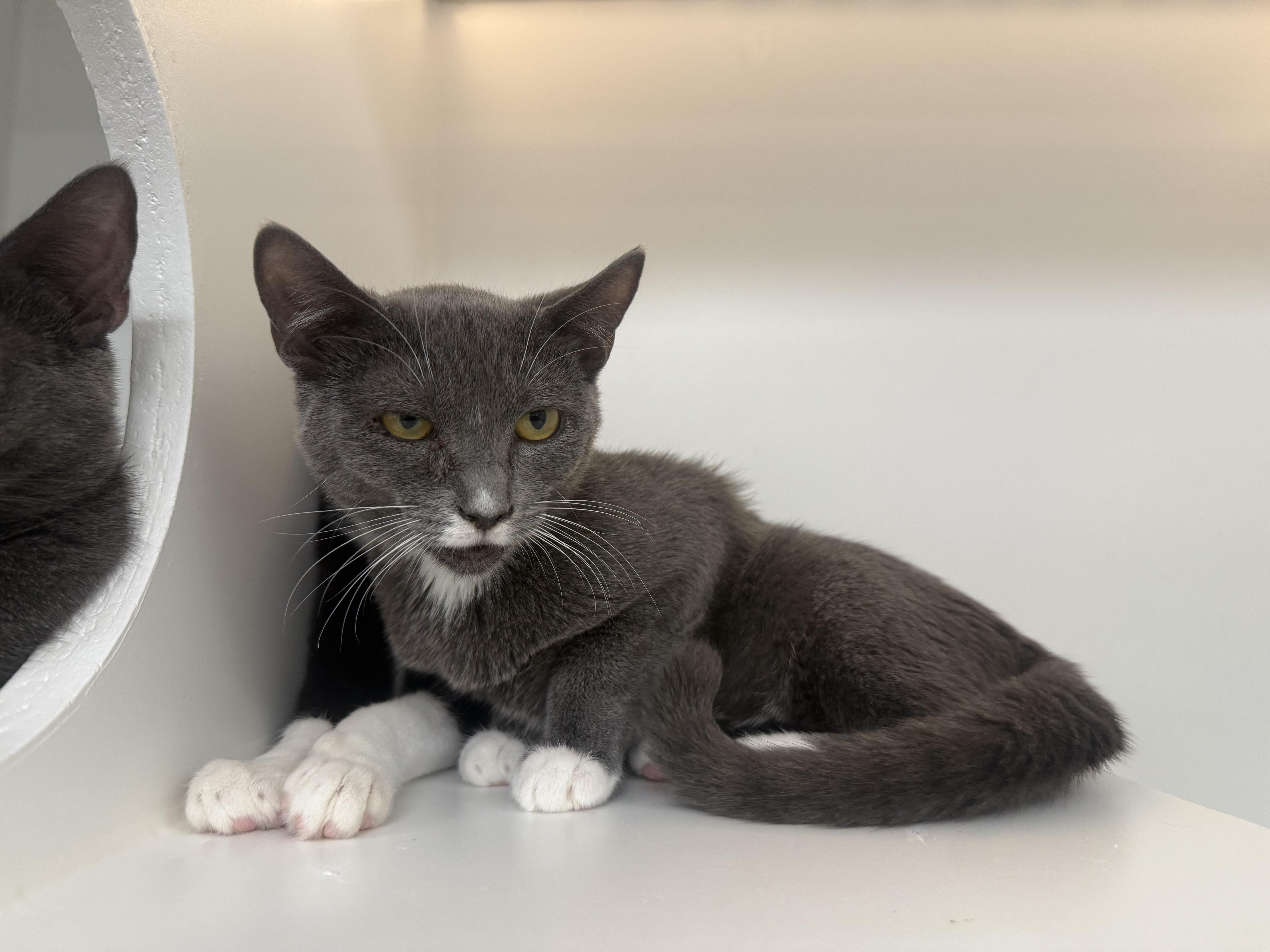 Enlarge Petal, a Adoptable Domestic Short Hair in Honolulu, HI image 4/6