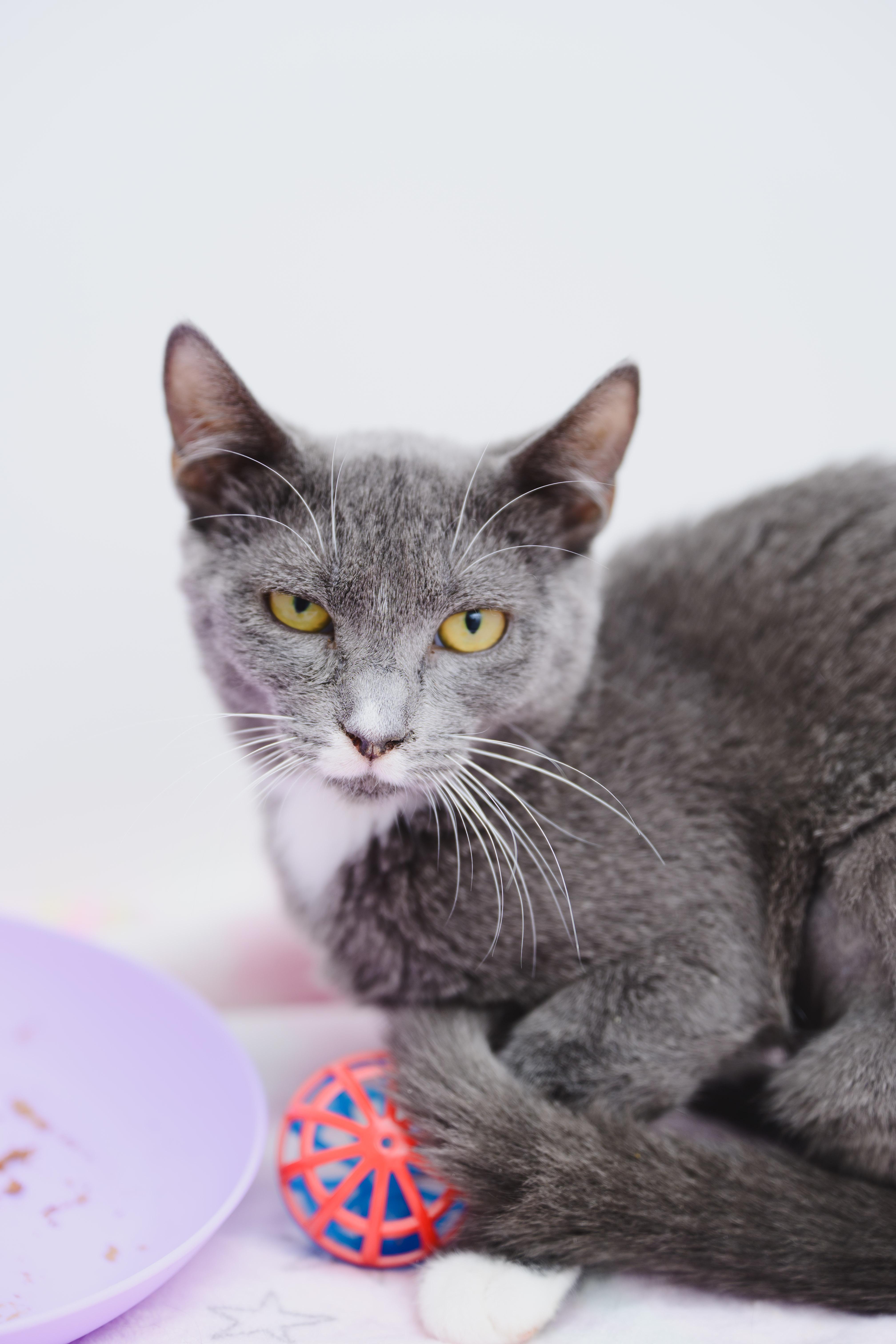 Enlarge Petal, a Adoptable Domestic Short Hair in Honolulu, HI image 5/6