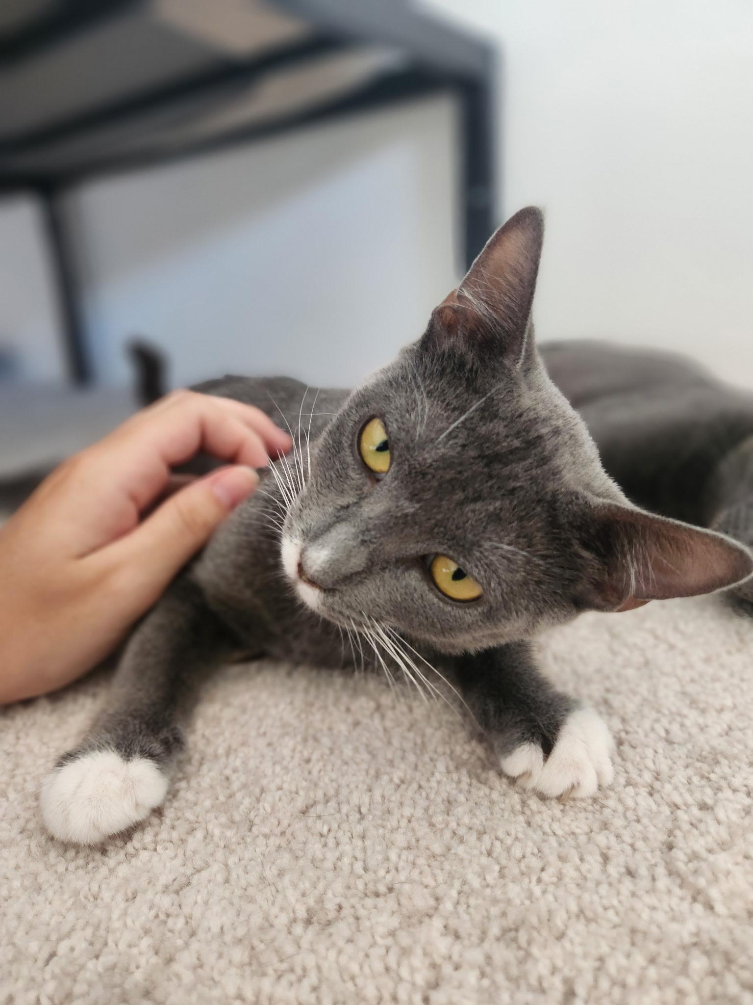 Enlarge Petal, a Adoptable Domestic Short Hair in Honolulu, HI image 5/5