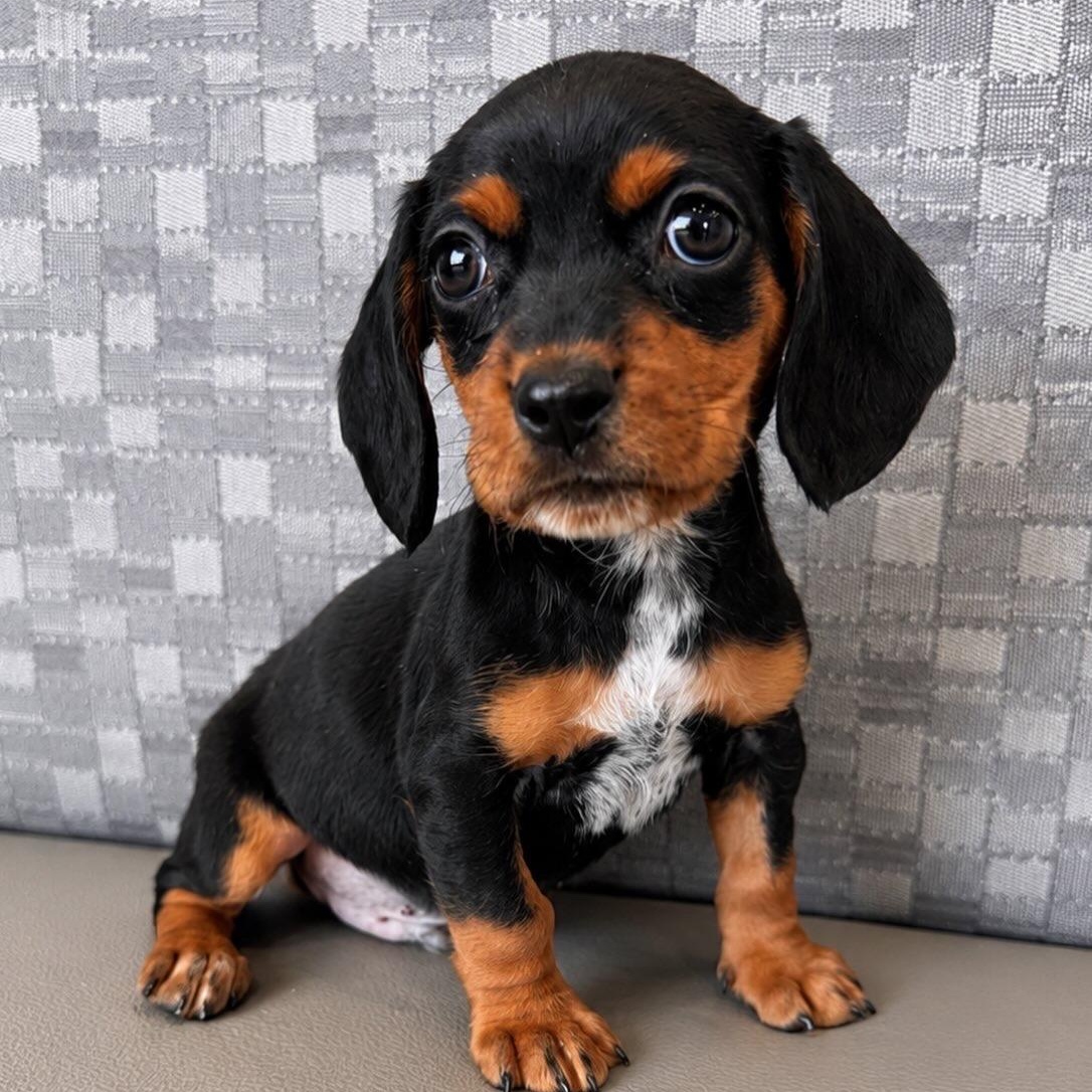 Winston, an adopted mixed breed in Henderson, NV image 2/2