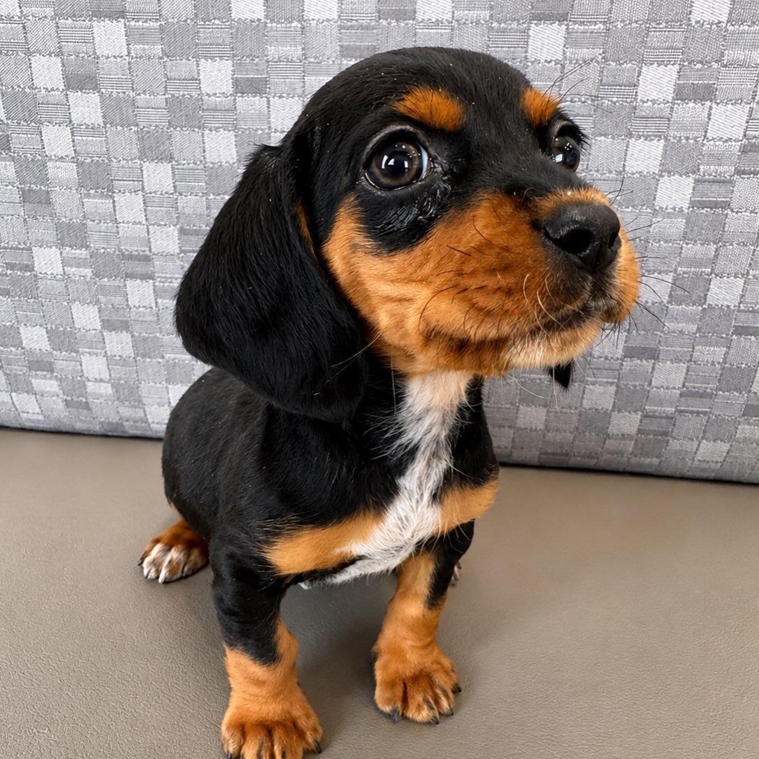 Winston, adopted, Puppy Male Dachshund & Beagle.