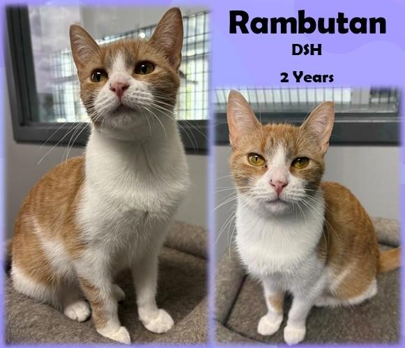 Enlarge Rambutan, a Adoptable Domestic Short Hair in Franklin, IN image 1/1