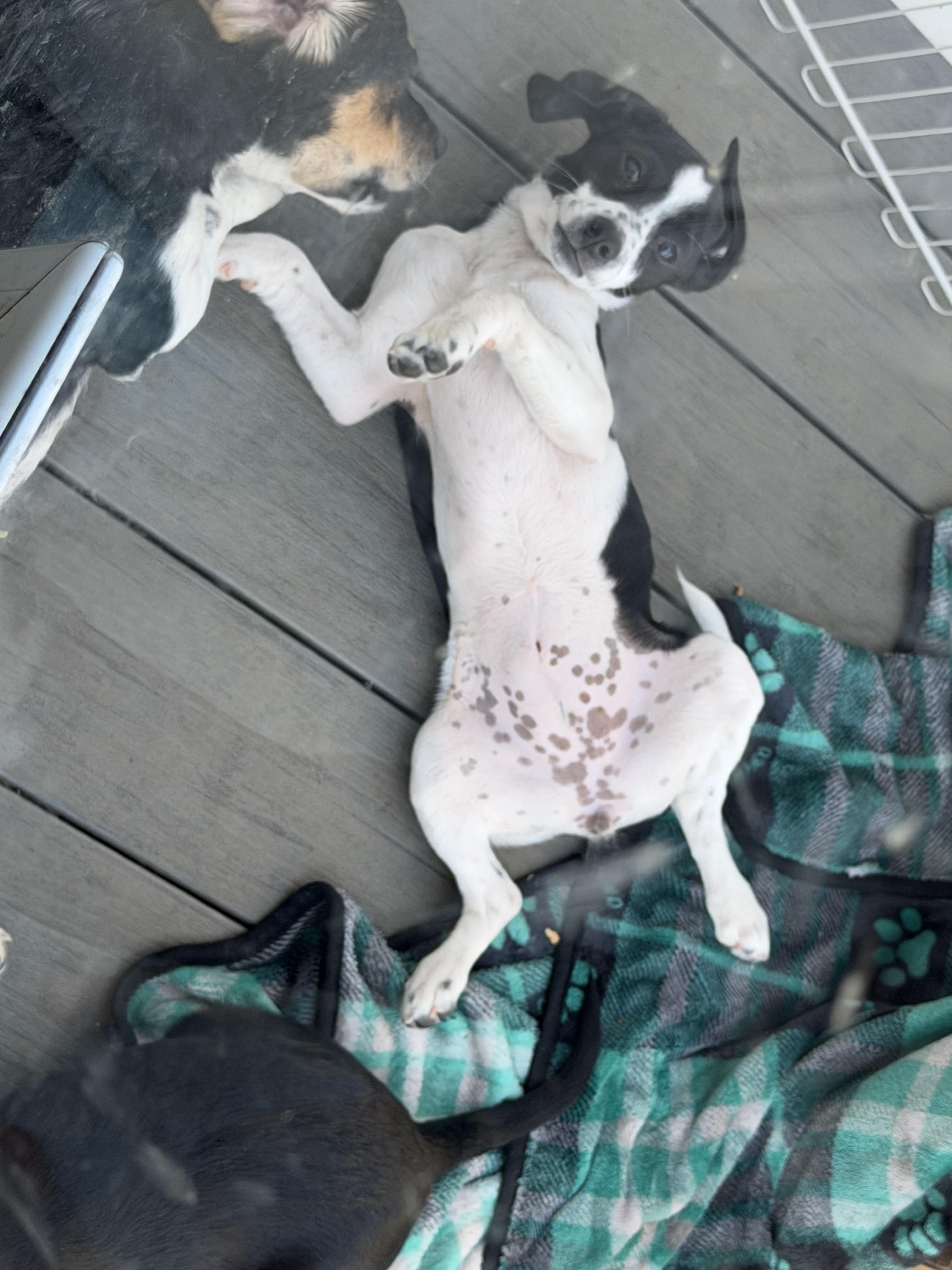 Enlarge Pebbles, an adoption pending mixed breed in Stuarts Draft, VA image 5/5