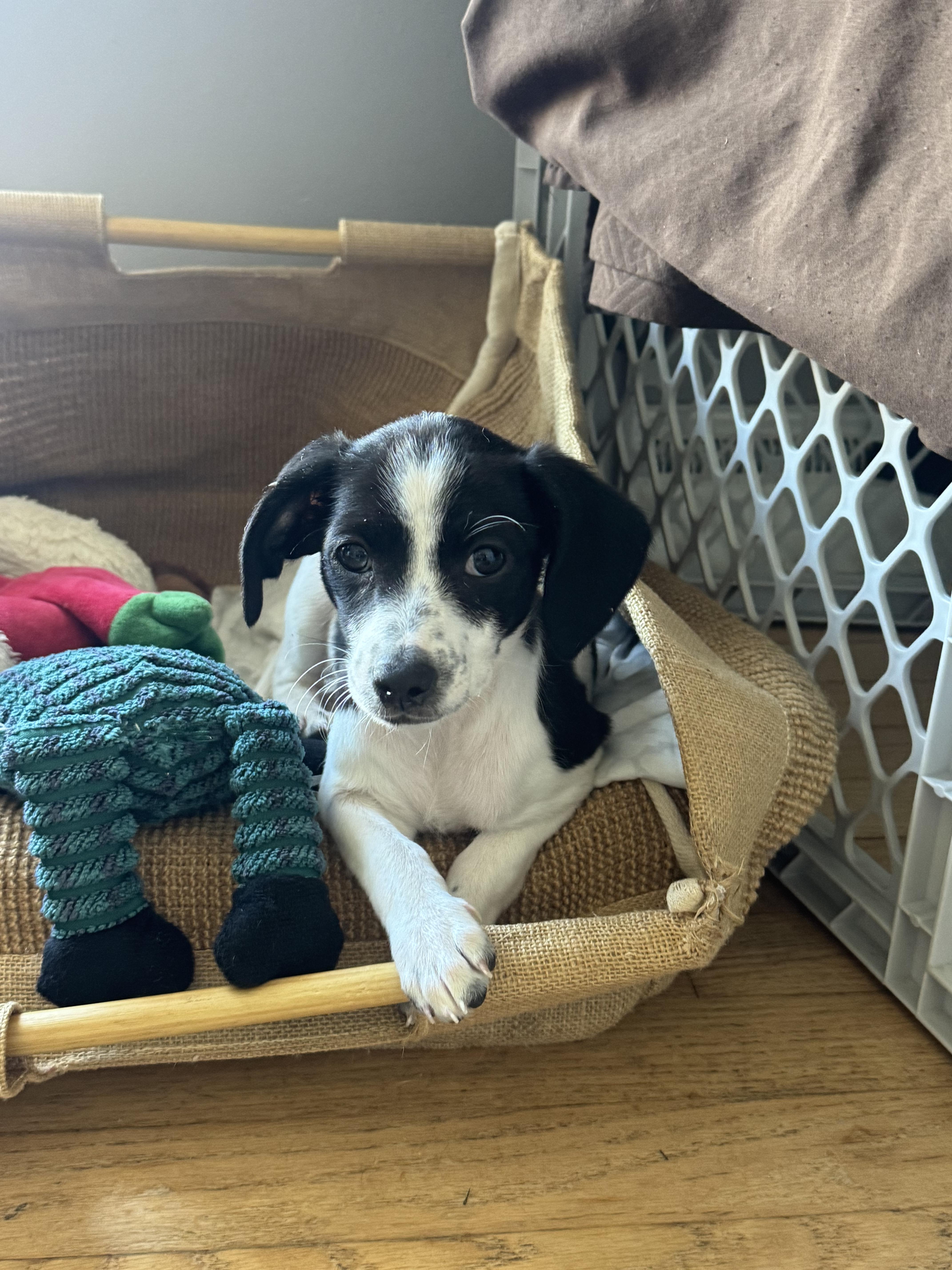 Enlarge Pebbles, an adoption pending mixed breed in Stuarts Draft, VA image 4/5