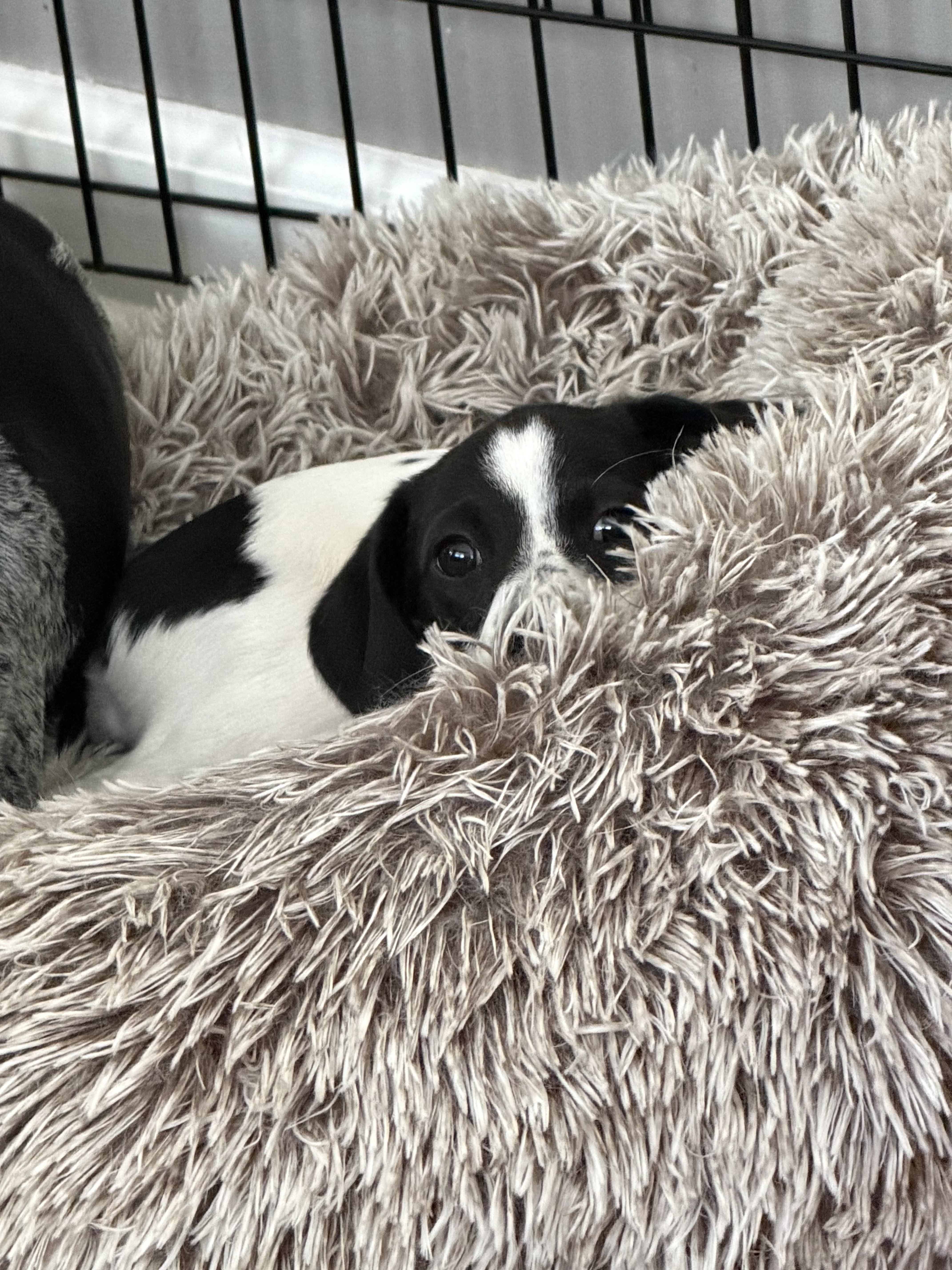 Pebbles, ADOPTABLE, Puppy Female Chihuahua.