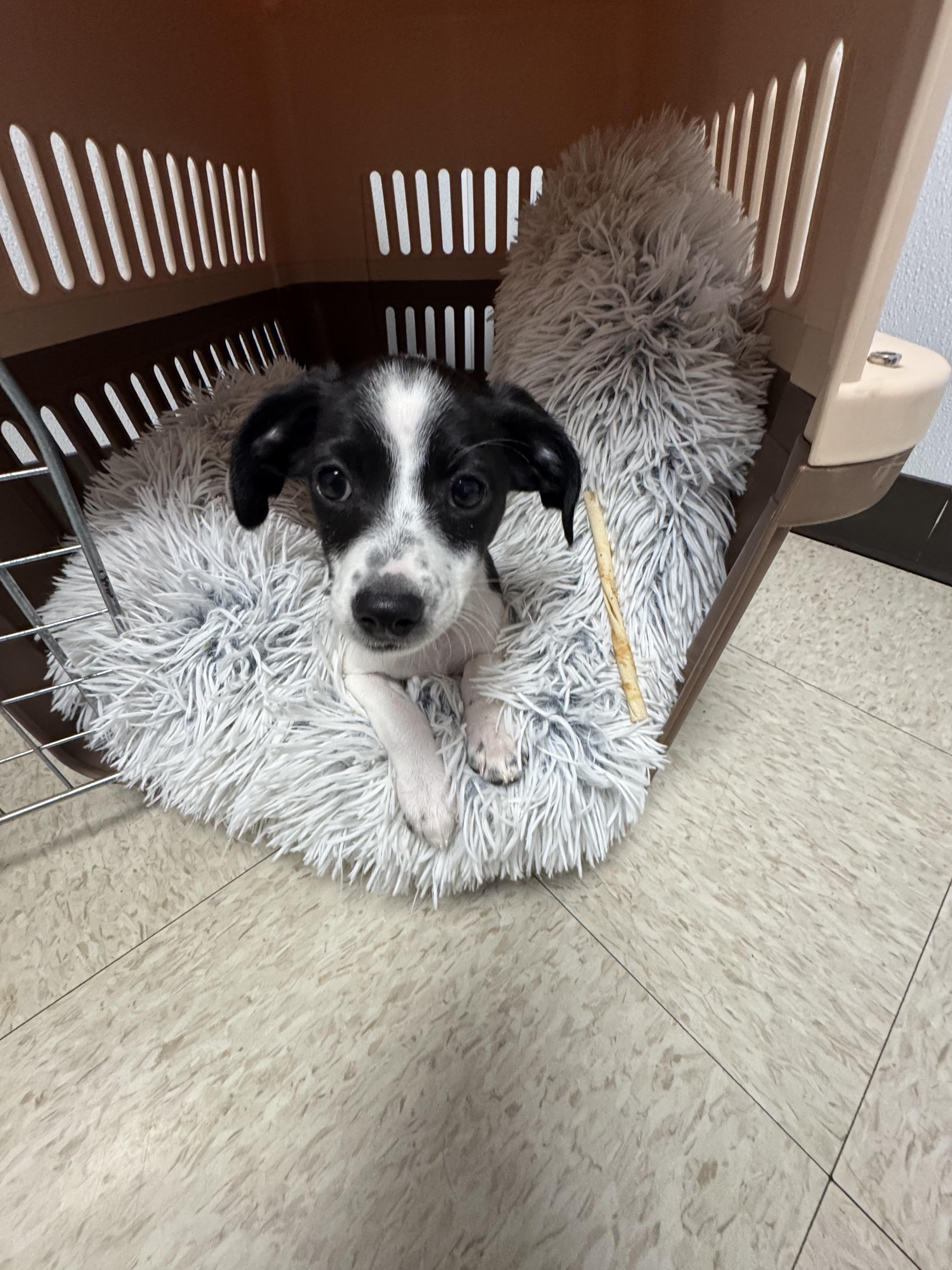 Enlarge Pebbles, an adoption pending mixed breed in Stuarts Draft, VA image 2/5