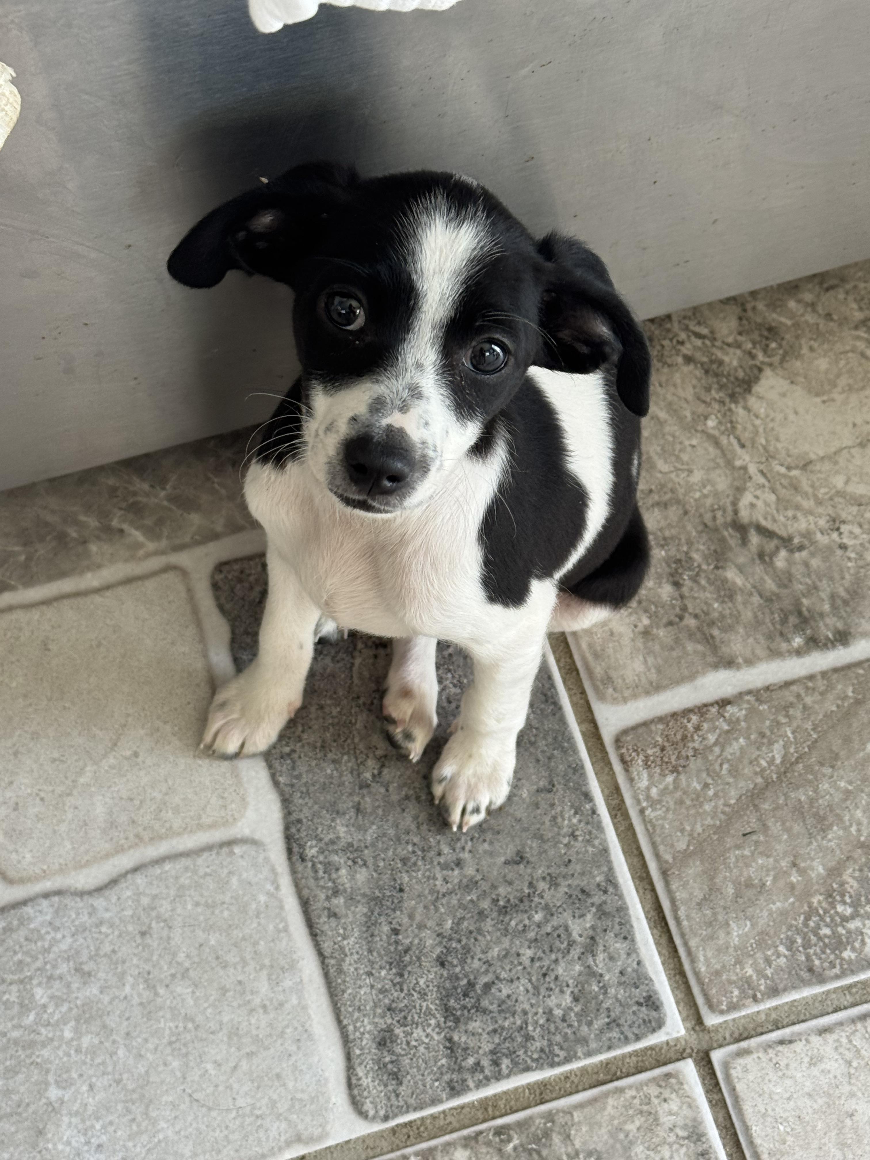 Enlarge Pebbles, an adoption pending mixed breed in Stuarts Draft, VA image 3/5