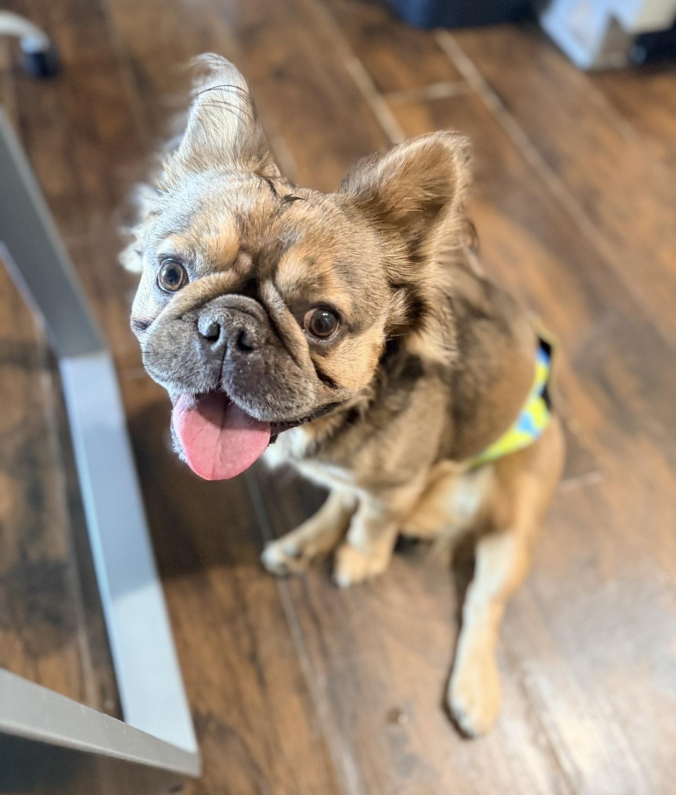 Enlarge Mufasa, an adopted French Bulldog in Lucas, TX image 5/5