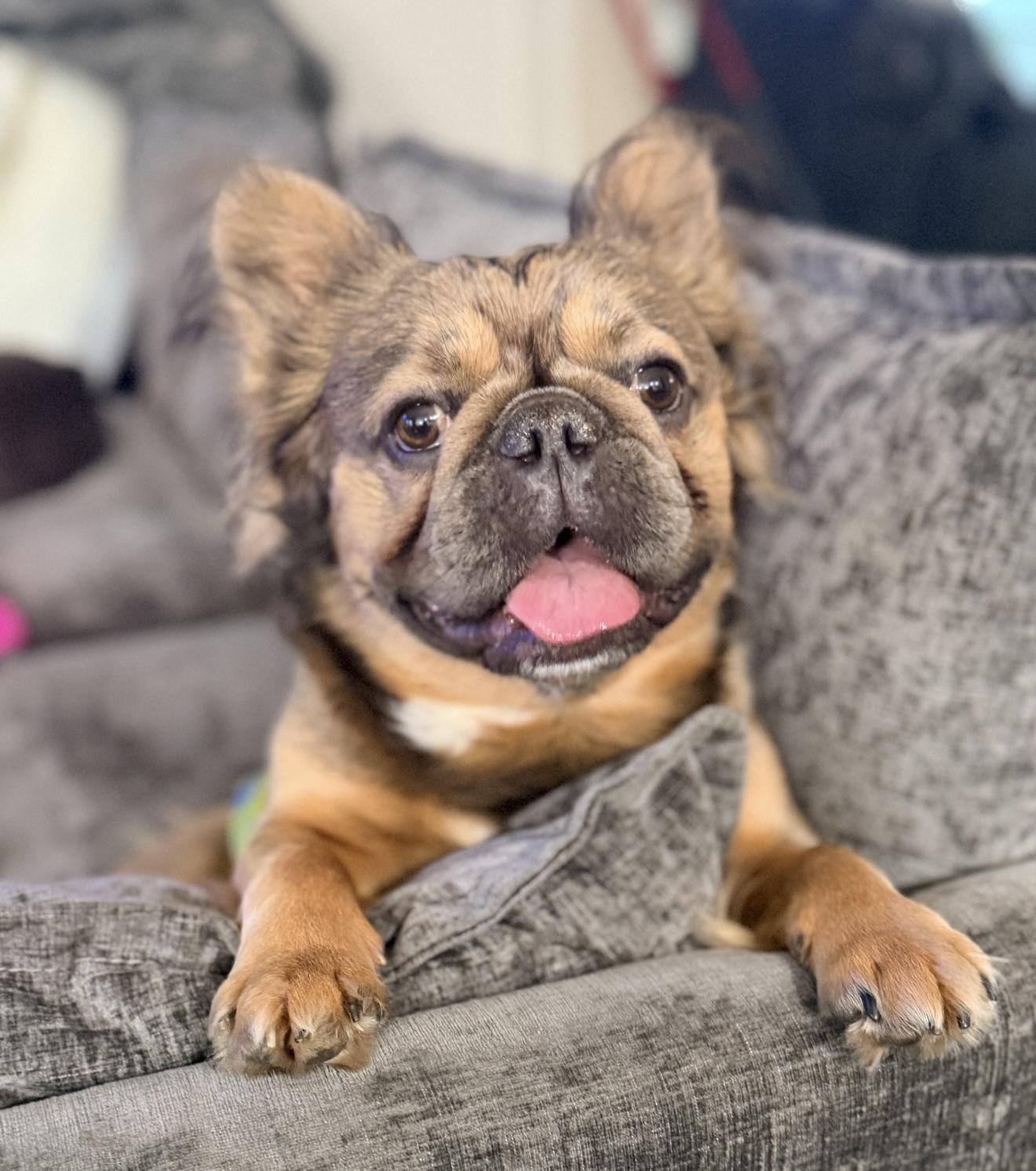 Mufasa, adopted, Adult Male French Bulldog.