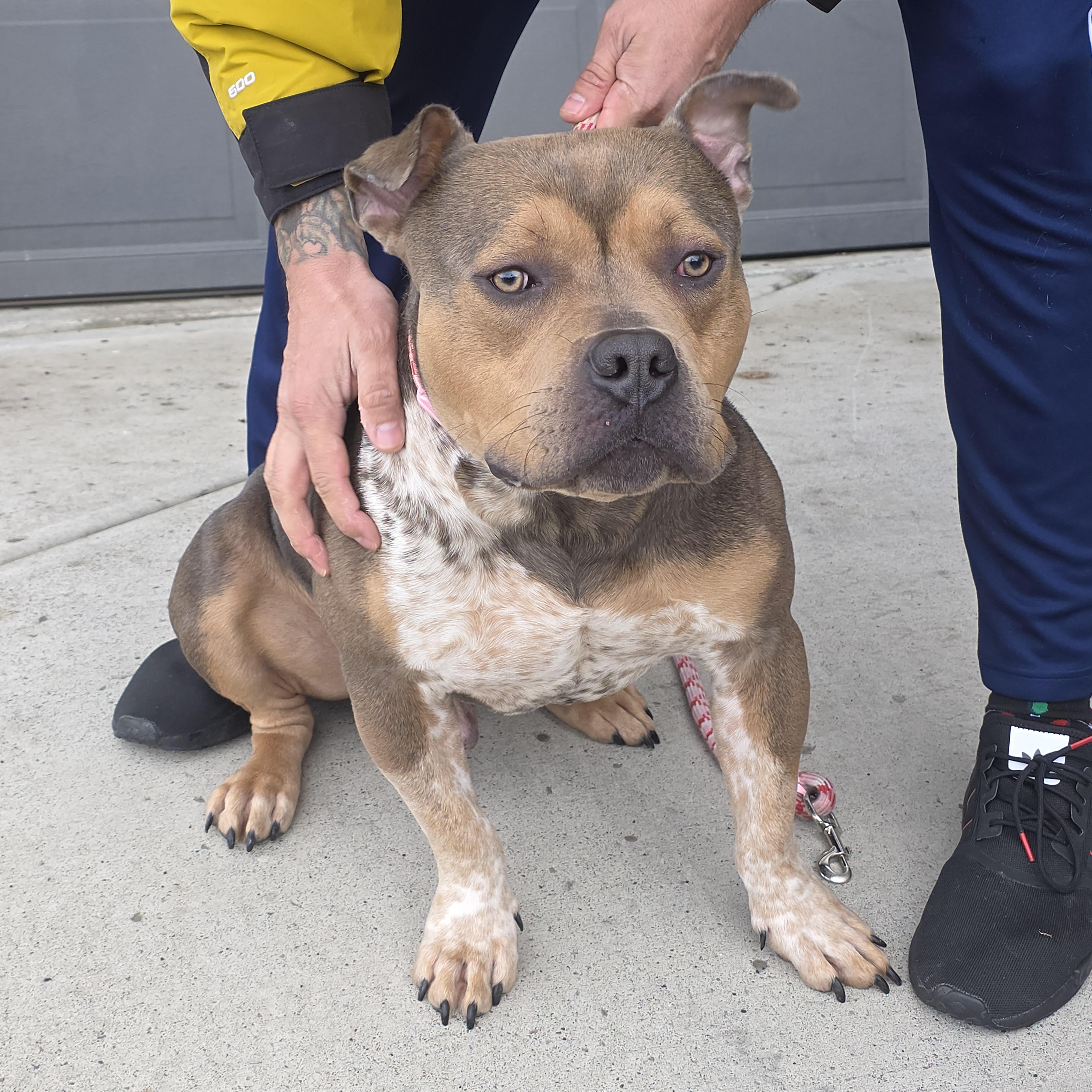 Enlarge Romeo, a Adoptable mixed breed in Port Angeles, WA image 2/4