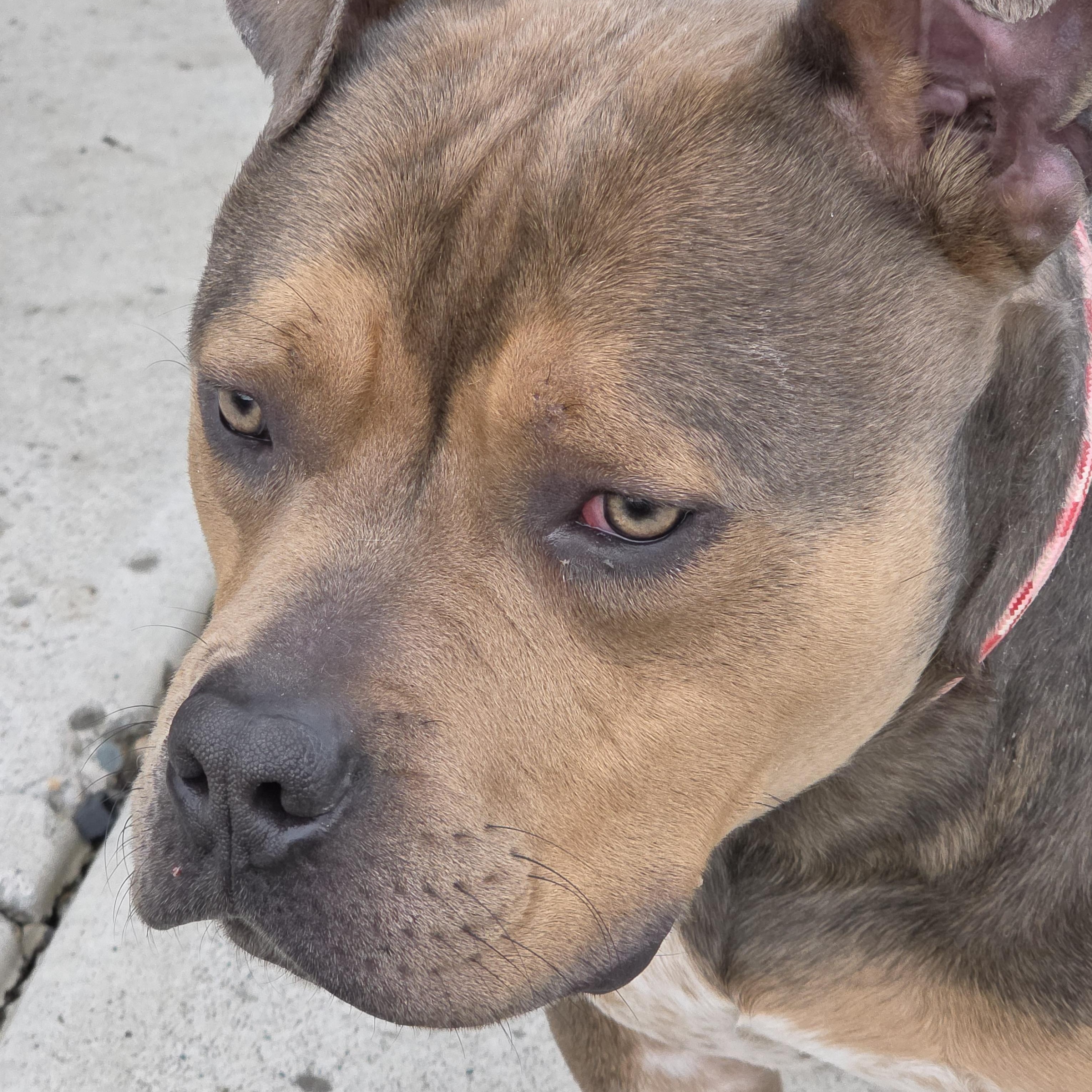 Romeo, Adoptable, Young Male Pit Bull Terrier & Australian Cattle Dog / Blue Heeler.