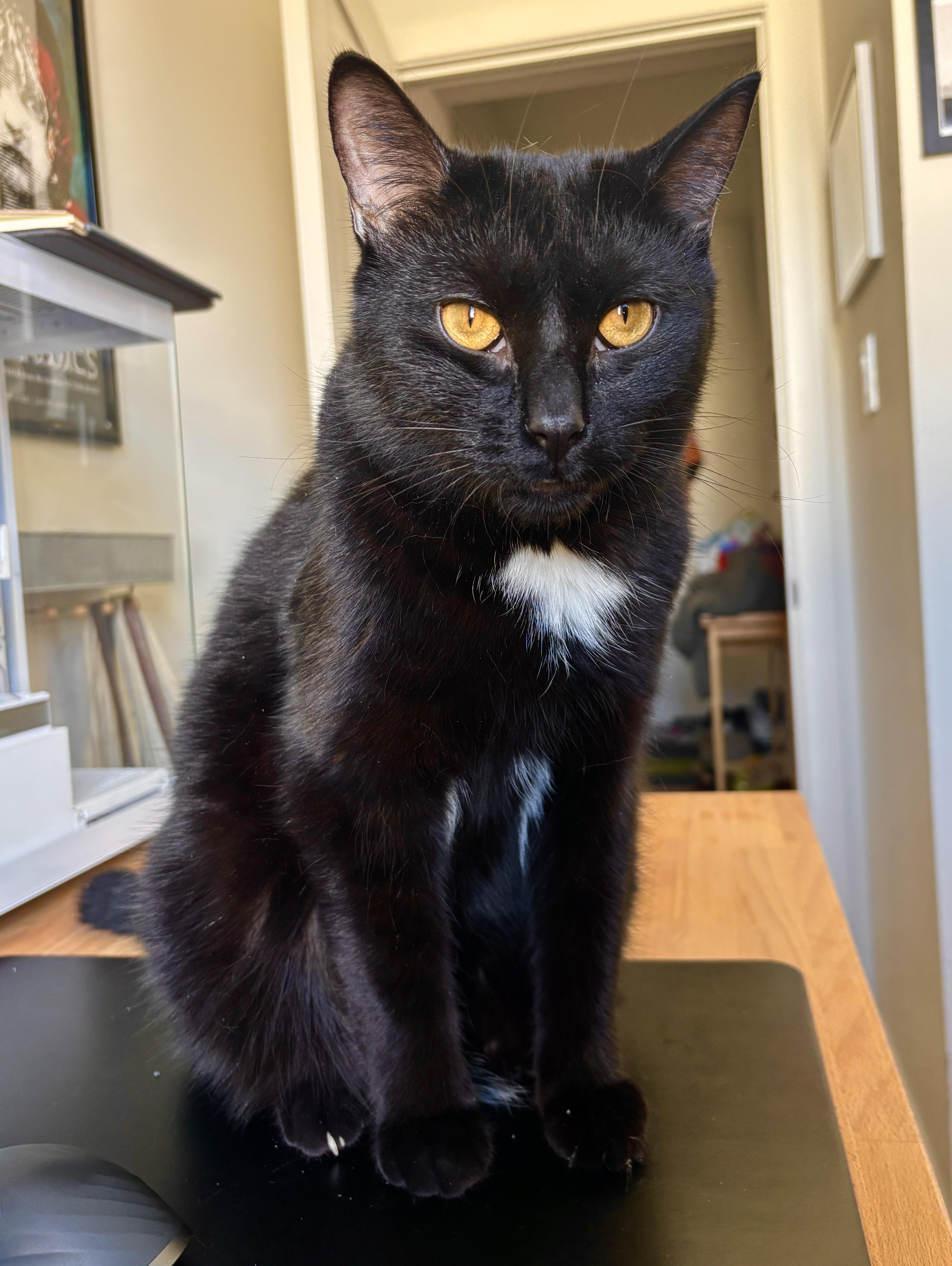 Razamanaz, a ADOPTABLE Domestic Short Hair in Ottawa, ON image 2/6