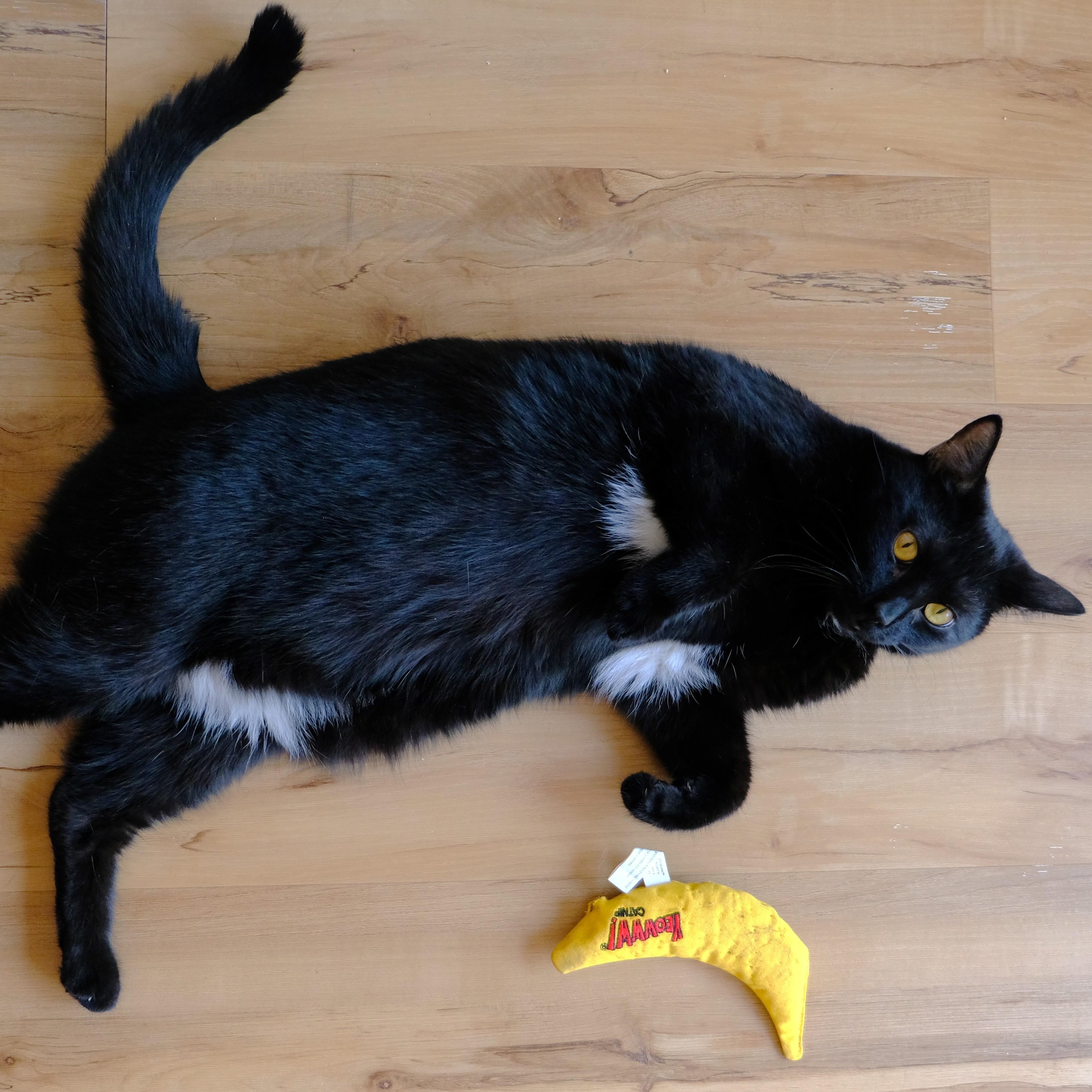 Razamanaz, a ADOPTABLE Domestic Short Hair in Ottawa, ON image 5/6