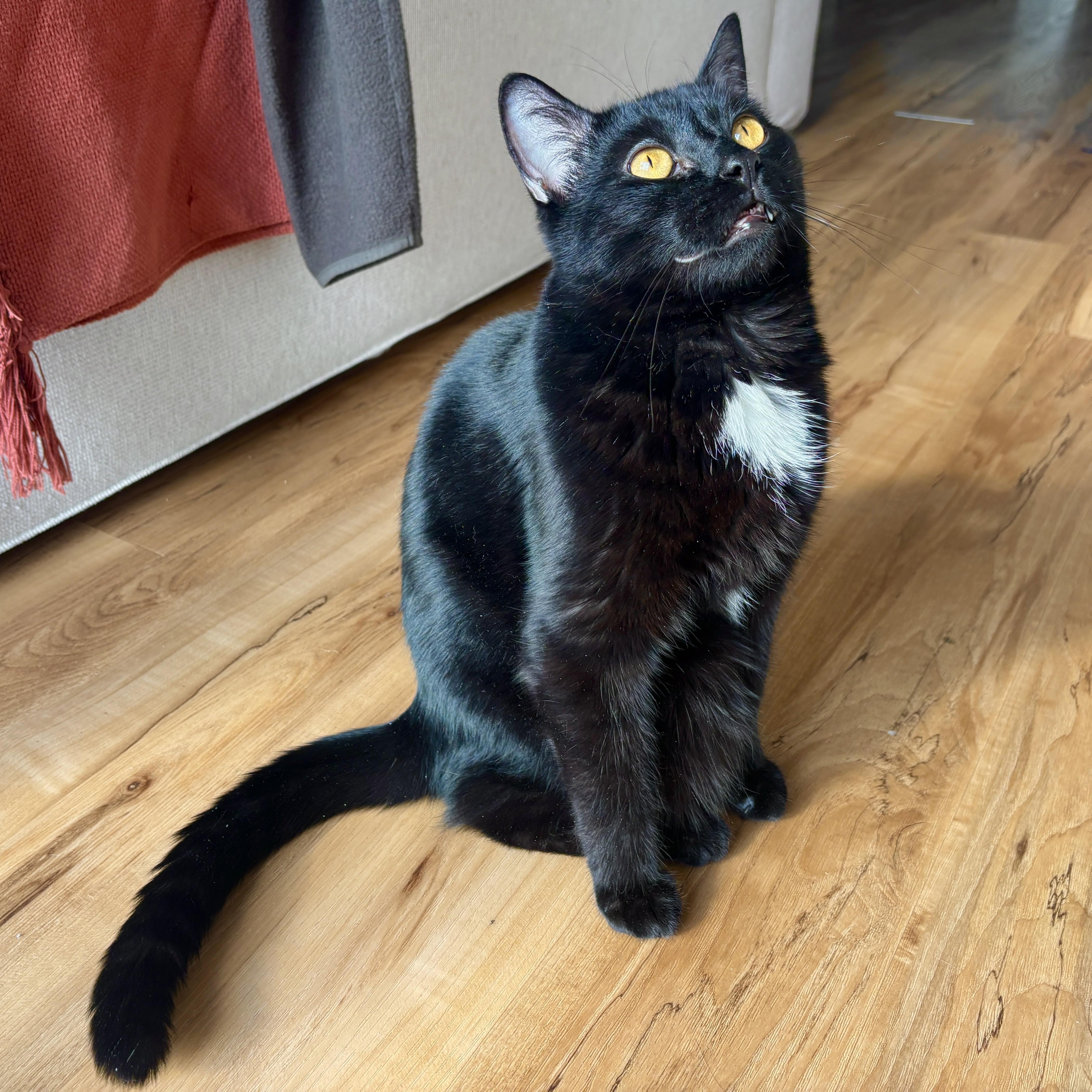 Razamanaz, a ADOPTABLE Domestic Short Hair in Ottawa, ON image 3/6