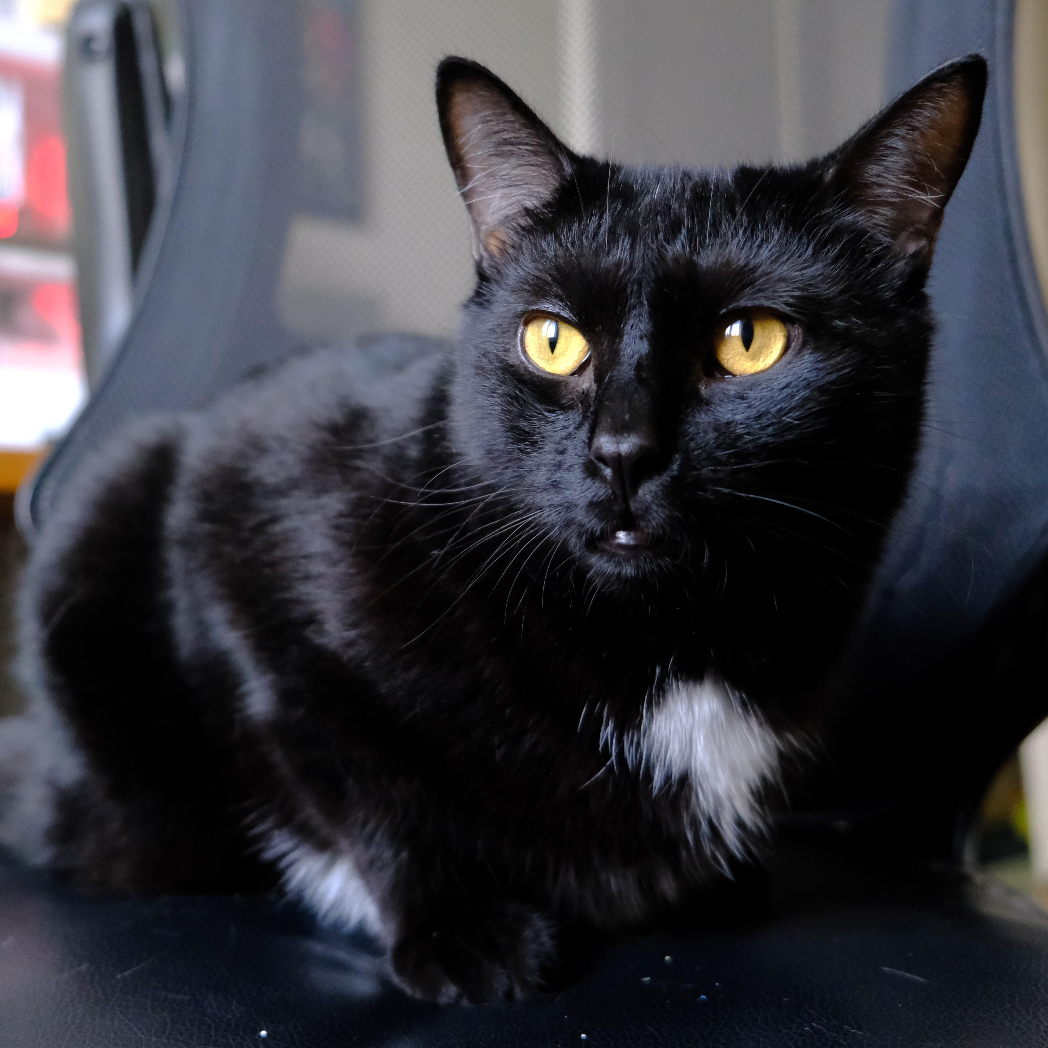 Razamanaz, ADOPTABLE, Adult Male Domestic Short Hair.