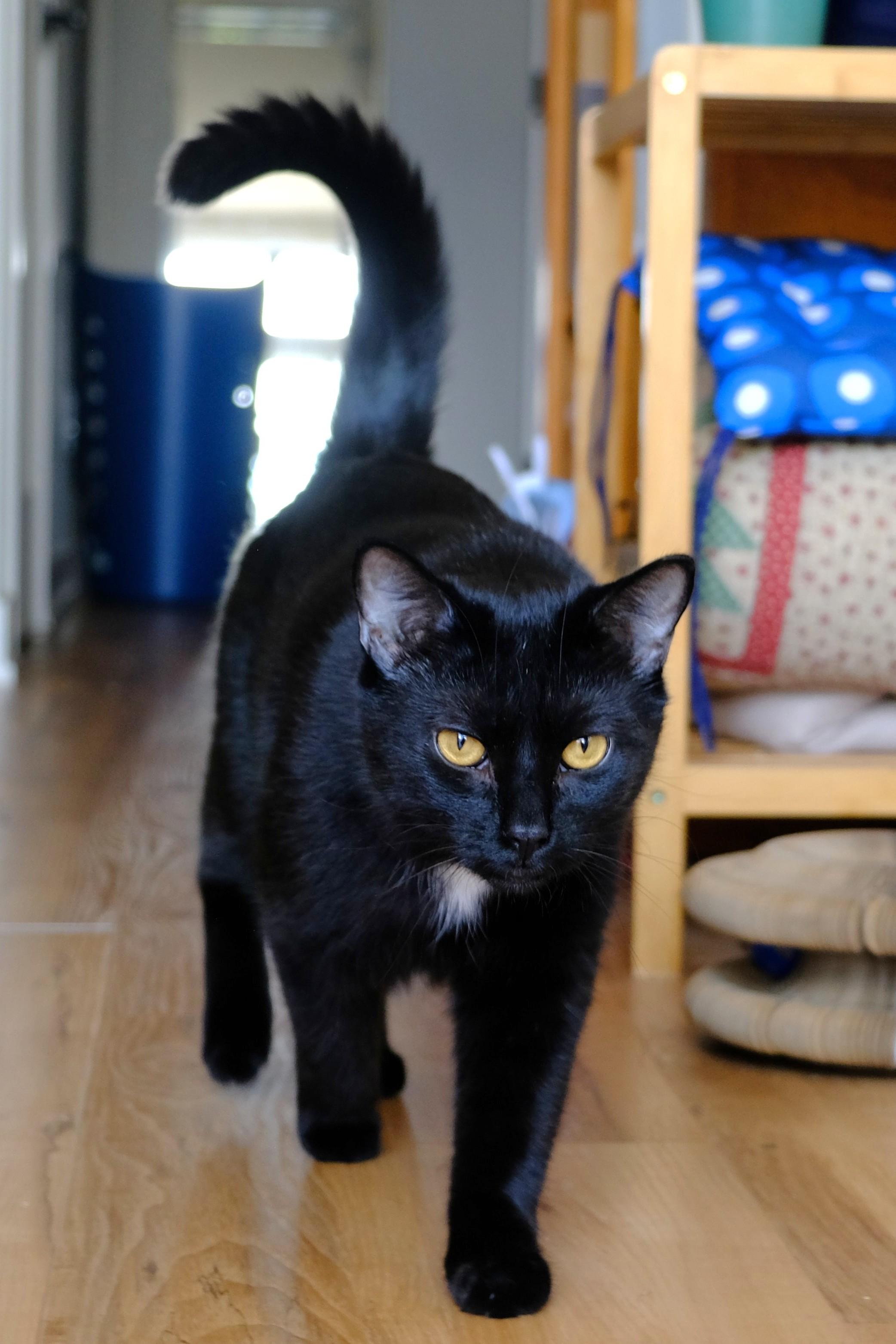 Razamanaz, a ADOPTABLE Domestic Short Hair in Ottawa, ON image 4/6