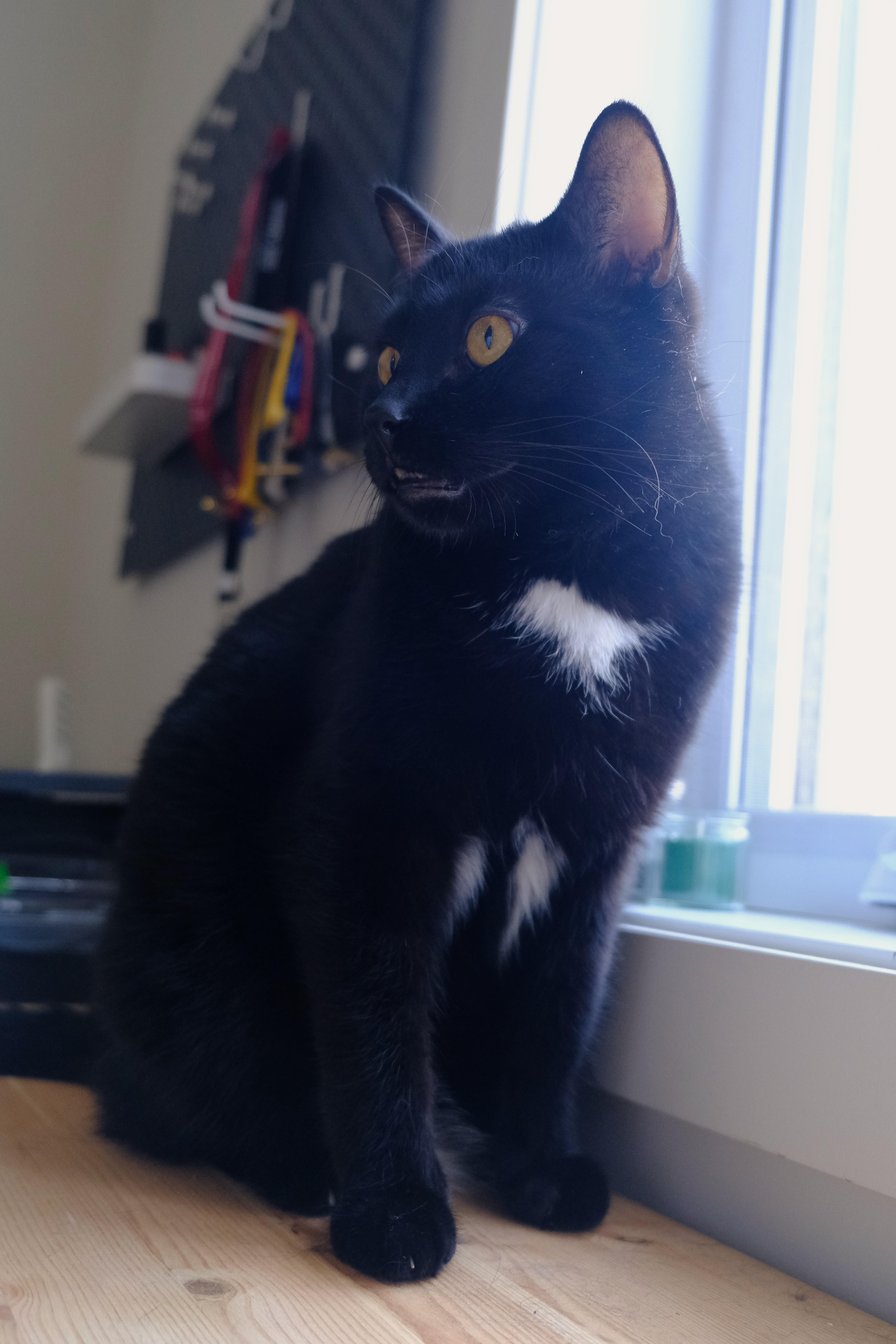 Razamanaz, a ADOPTABLE Domestic Short Hair in Ottawa, ON image 6/6