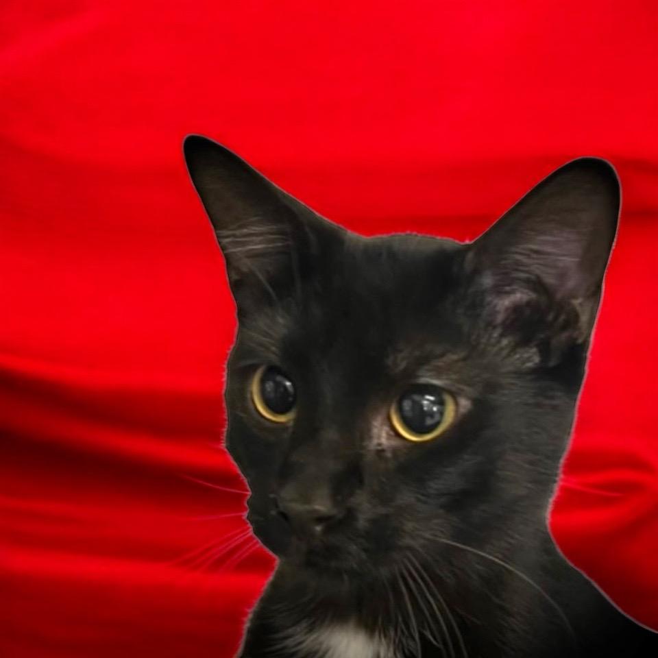 Brett, Adoptable, Adult Male Domestic Short Hair.