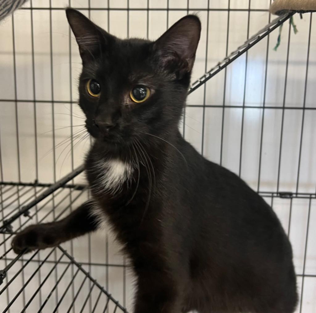 Enlarge Brett, a Adoptable mixed breed in Pittsfield, IL image 2/4