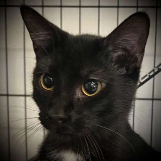 Brett, a Adoptable mixed breed in Pittsfield, IL image 3/4