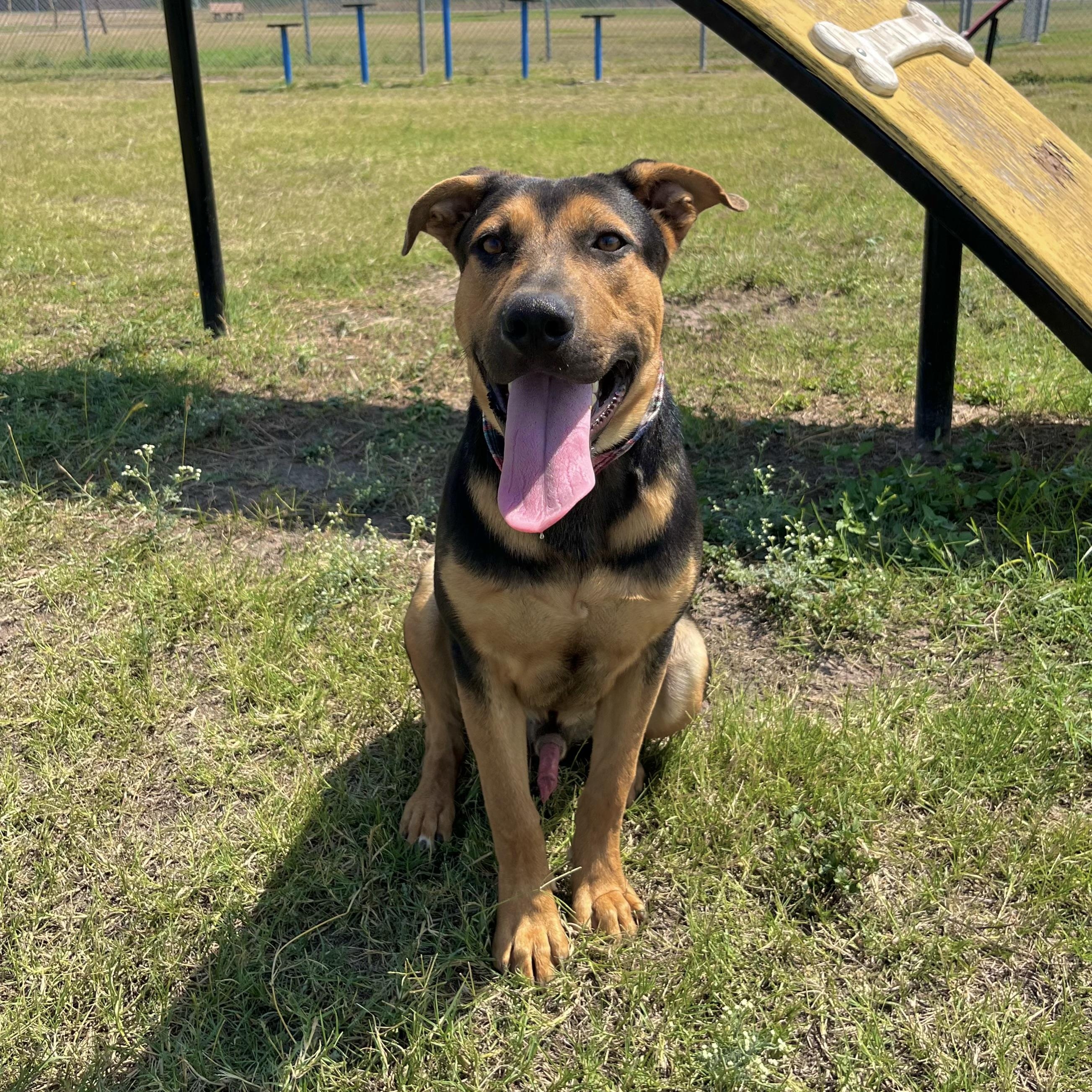 Miles, an adoptable Shepherd in Eau Claire, WI, 54703 | Photo Image 3