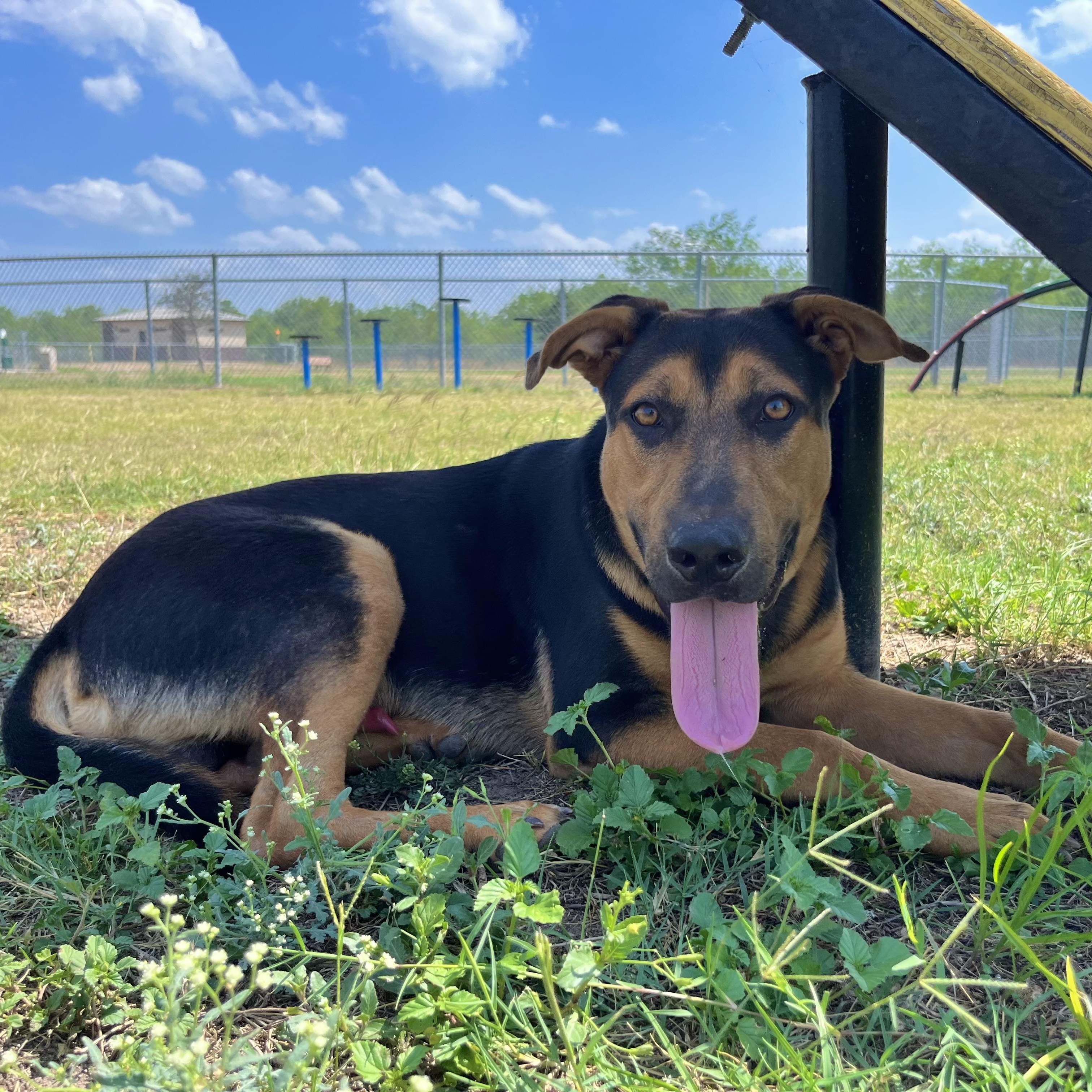 Miles, an adoptable Shepherd in Eau Claire, WI, 54703 | Photo Image 4