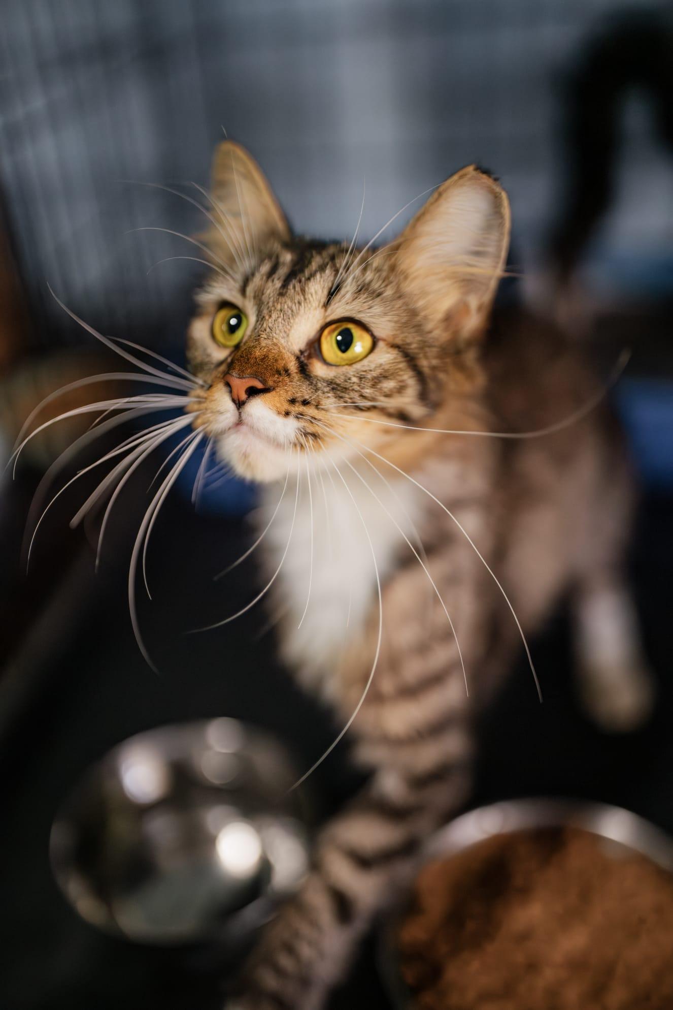 Peaches, a Adoptable Domestic Short Hair in Manchester, NH image 1/5