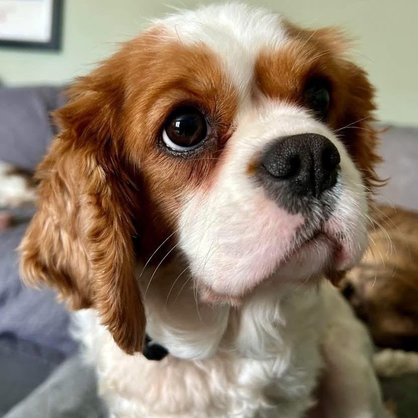 Butter Lamb, ADOPTABLE, Young Female Cavalier King Charles Spaniel.