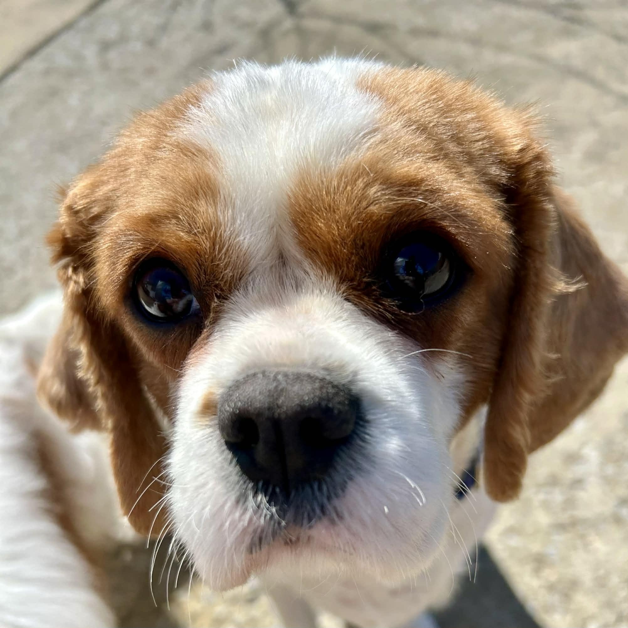 Enlarge Butter Lamb, a ADOPTABLE Cavalier King Charles Spaniel in Buffalo, NY image 1/6