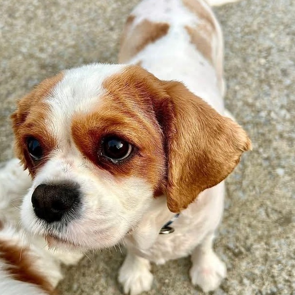 Enlarge Butter Lamb, a ADOPTABLE Cavalier King Charles Spaniel in Buffalo, NY image 2/6