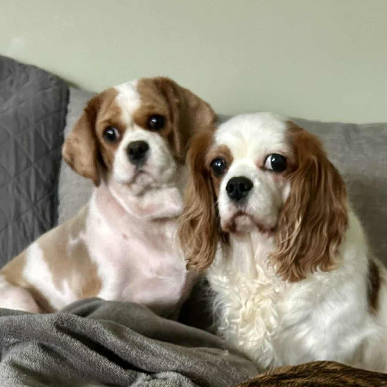 Enlarge Butter Lamb, a ADOPTABLE Cavalier King Charles Spaniel in Buffalo, NY image 3/6