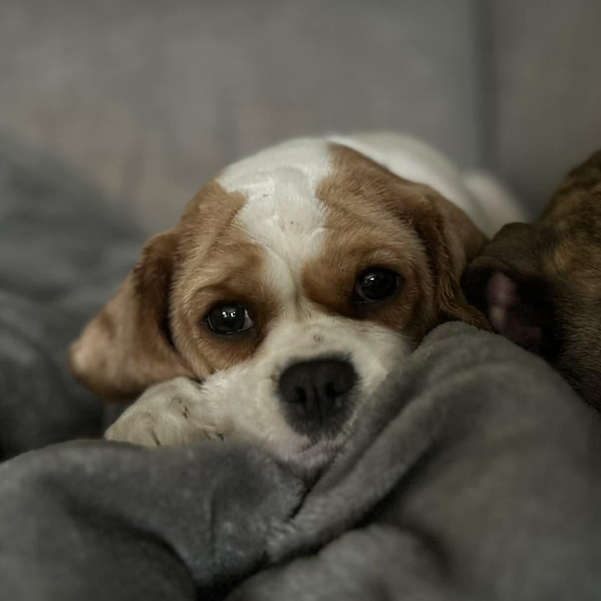 Enlarge Butter Lamb, a ADOPTABLE Cavalier King Charles Spaniel in Buffalo, NY image 4/6