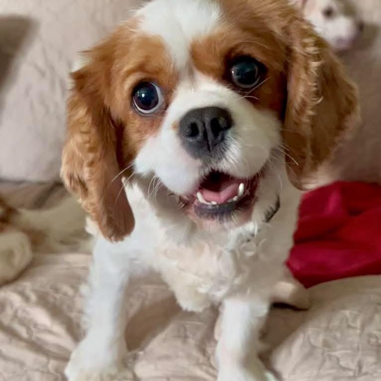 Butter Lamb, a ADOPTABLE Cavalier King Charles Spaniel in Buffalo, NY image 1/5
