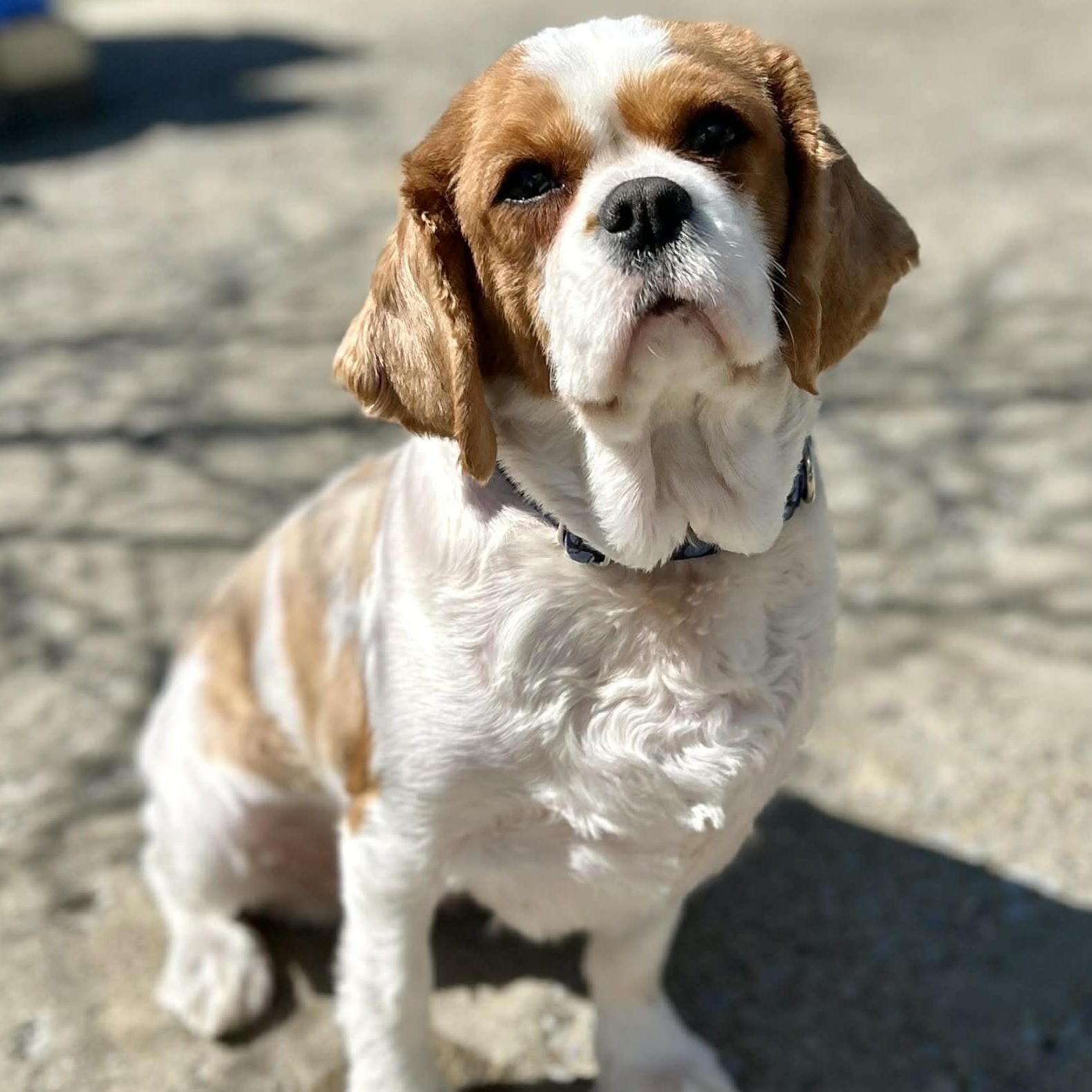 Enlarge Butter Lamb, a ADOPTABLE Cavalier King Charles Spaniel in Buffalo, NY image 6/6