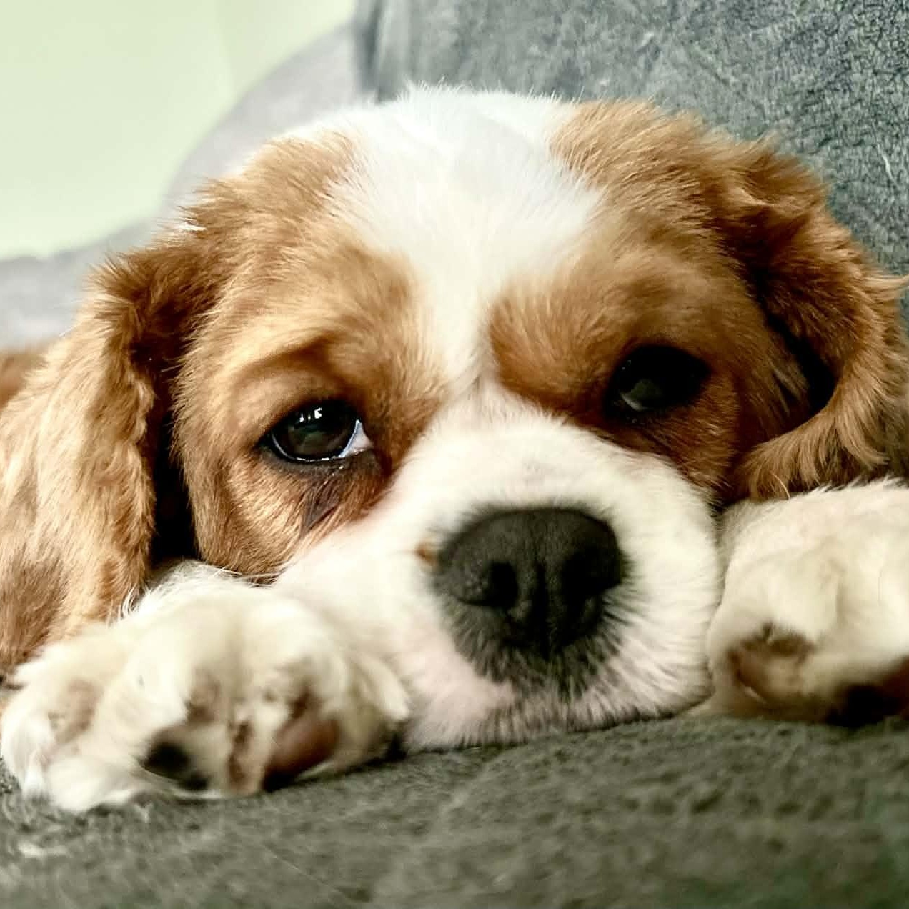 Enlarge Butter Lamb, a ADOPTABLE Cavalier King Charles Spaniel in Buffalo, NY image 5/6