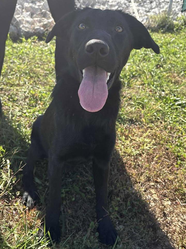 Gus (Sponsored), a Adoptable mixed breed in Munfordville, KY image 2/5