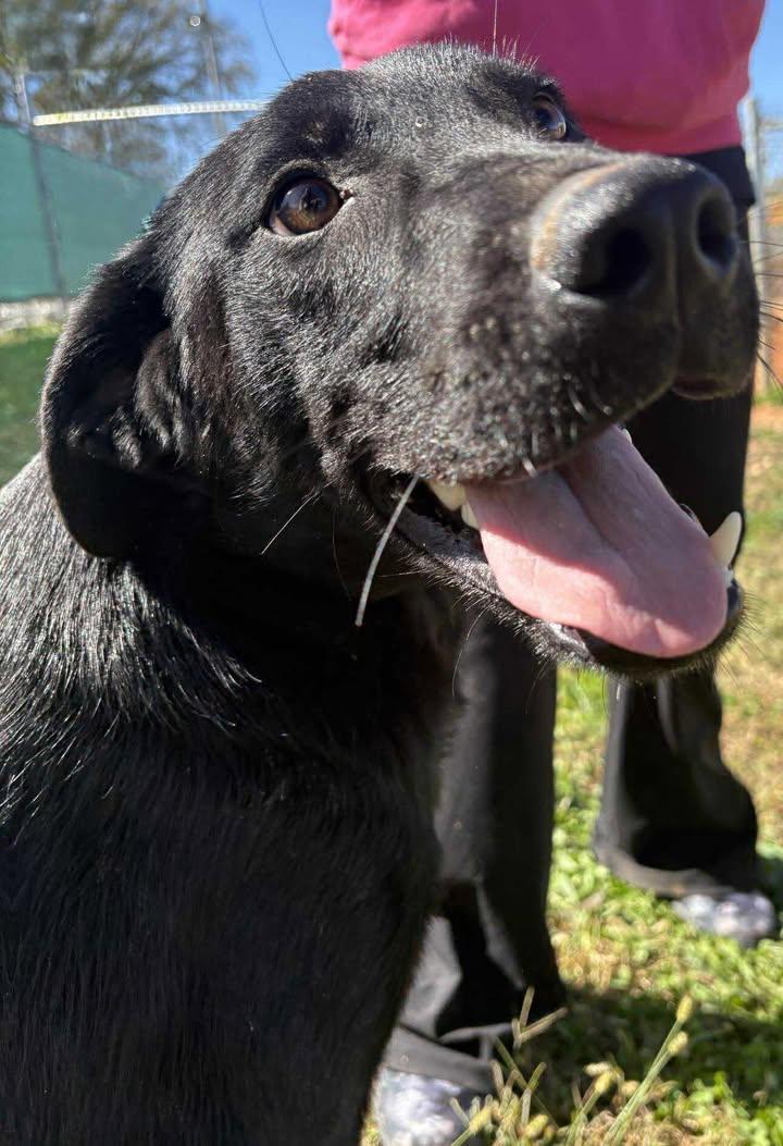 Gus (Sponsored), a Adoptable mixed breed in Munfordville, KY image 3/5