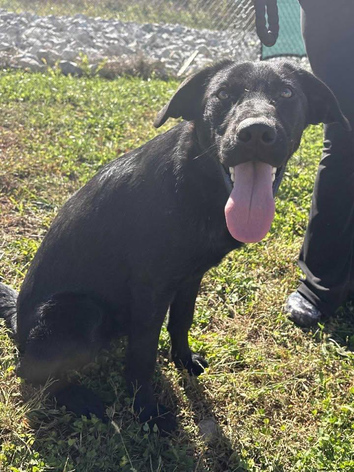 Gus (Sponsored), a Adoptable mixed breed in Munfordville, KY image 4/5