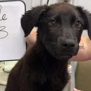 Gus (Sponsored), Adoptable, Young Male Black Labrador Retriever.