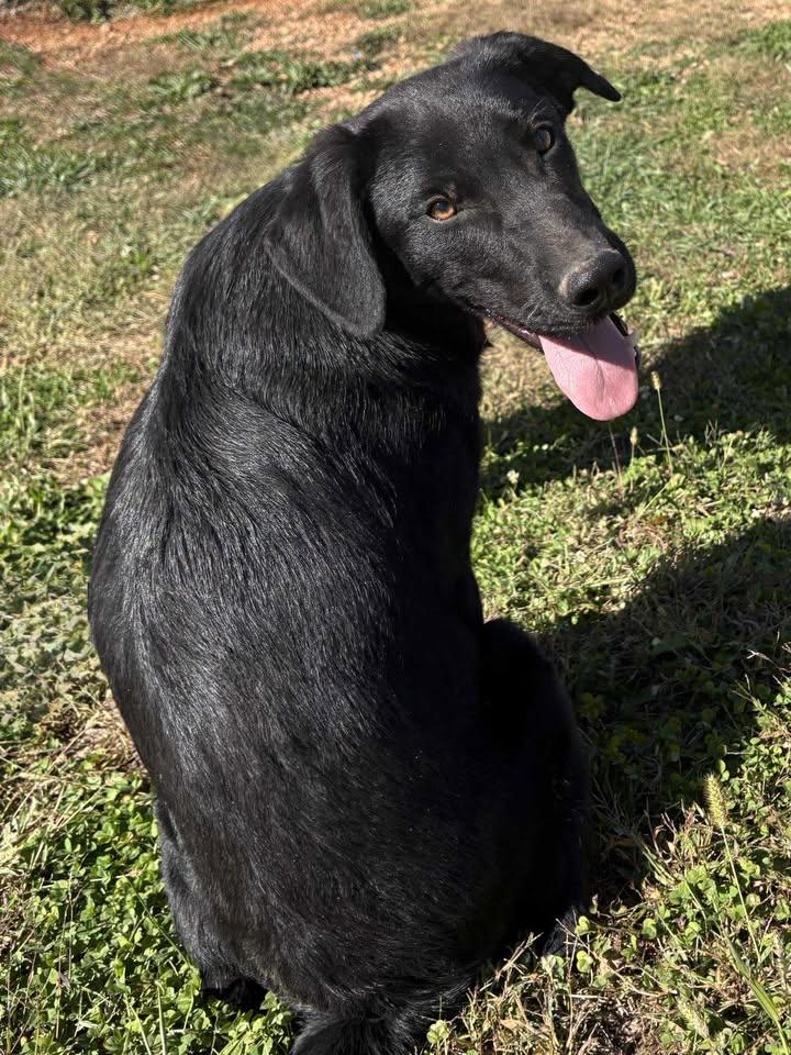 Gus (Sponsored), Adoptable, Young Male Black Labrador Retriever.