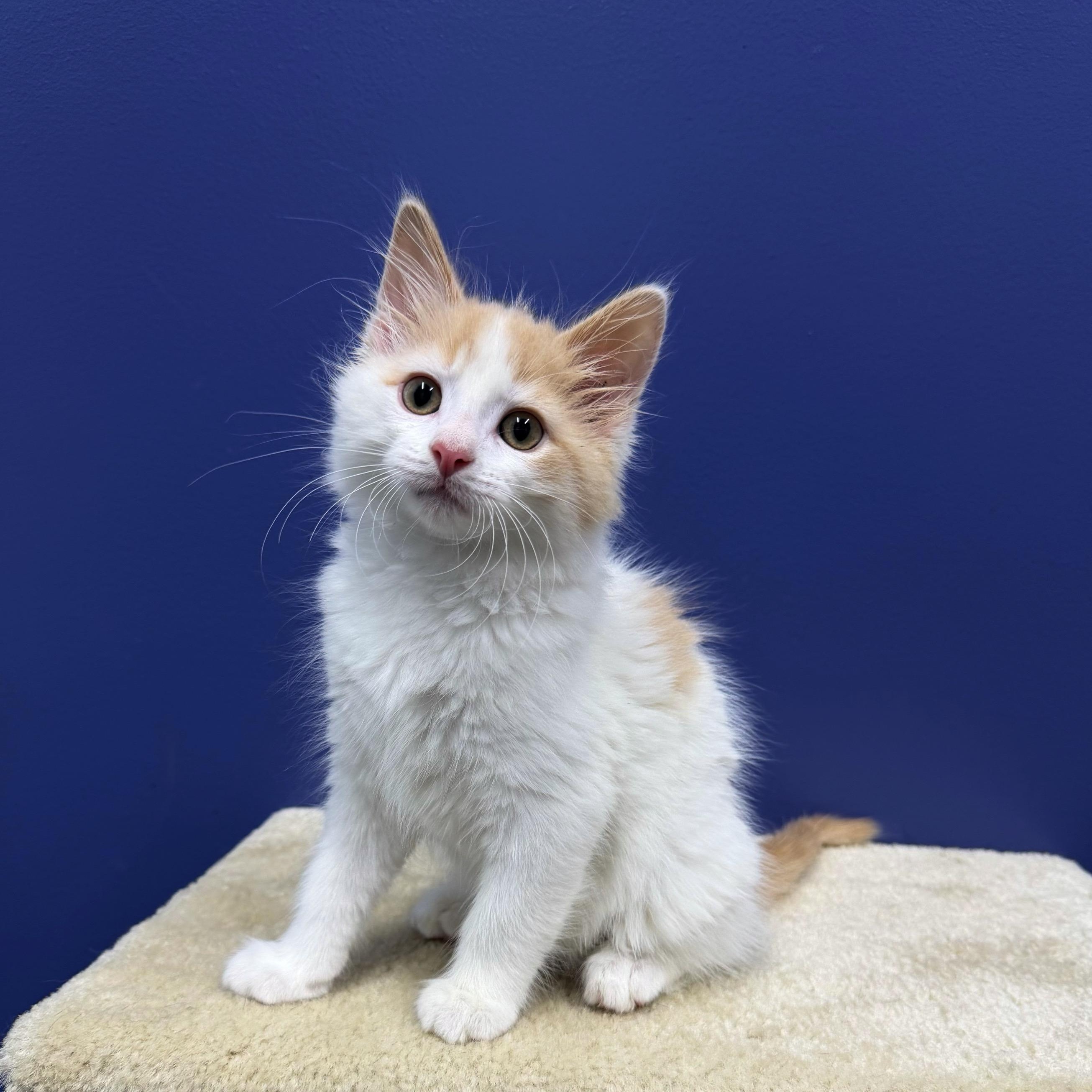 Butterscotch, Adoptable, Kitten Male Domestic Medium Hair & Turkish Van.