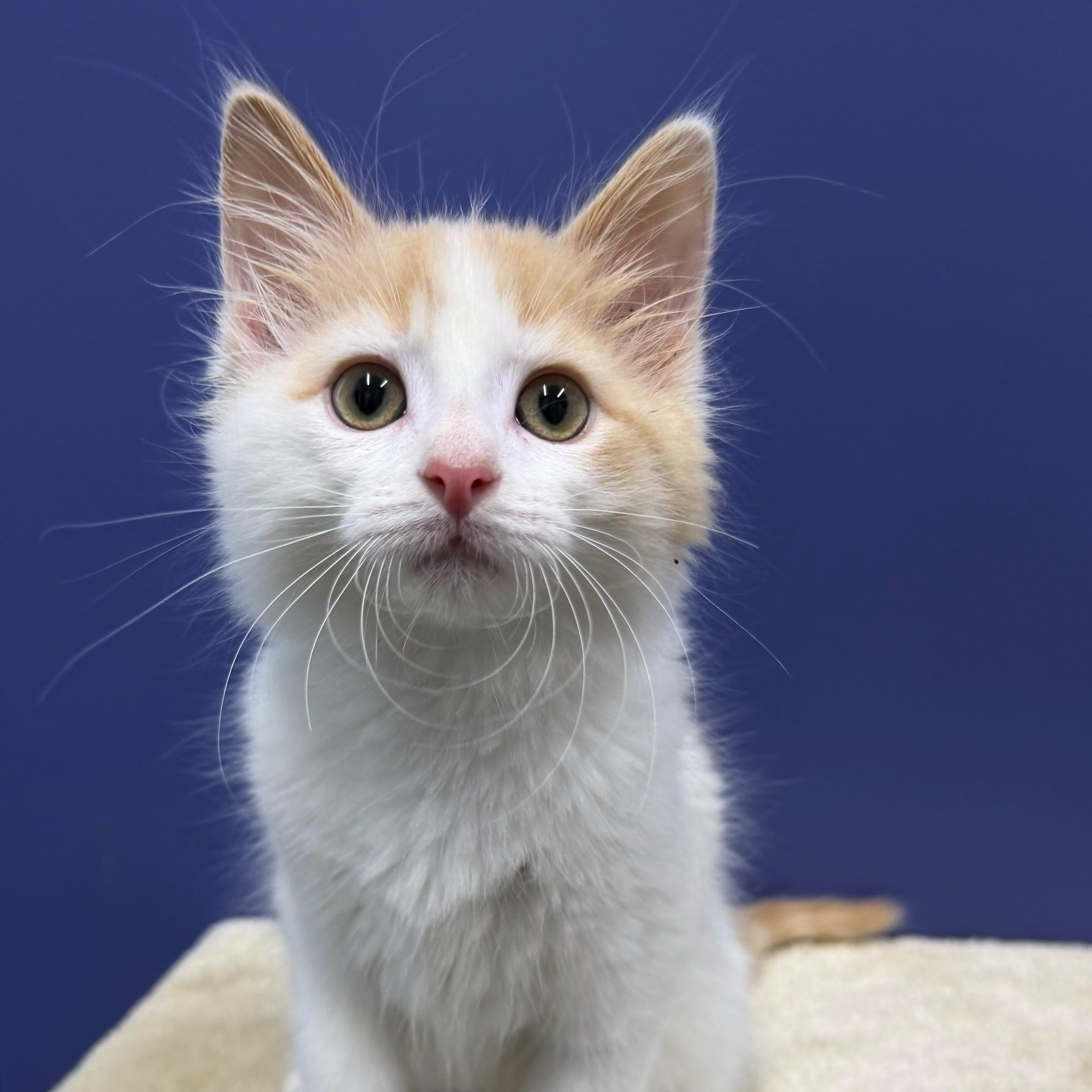 Butterscotch, a Adoptable mixed breed in High Ridge, MO image 3/5