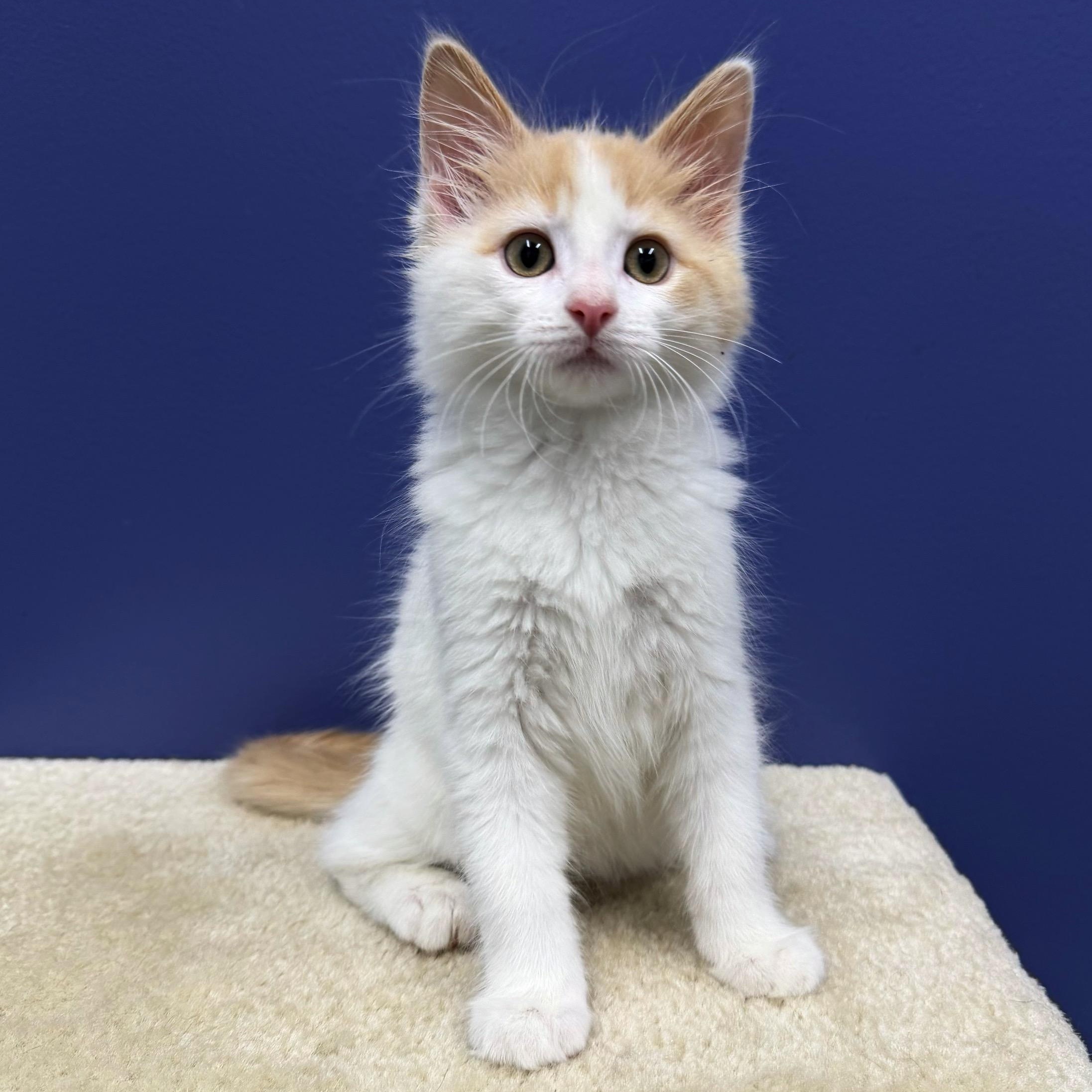 Butterscotch, a Adoptable mixed breed in High Ridge, MO image 2/5