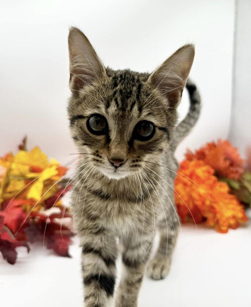 Enlarge Dash VI, a Adoptable Domestic Short Hair in Muskegon, MI image 1/1