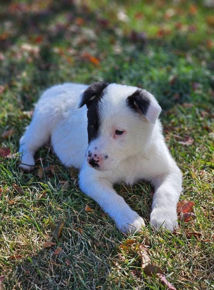 Patchy, Adoptable, Puppy Male Border Collie & Australian Shepherd.