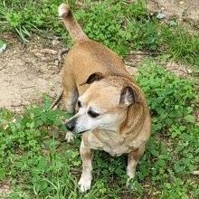 Buddy, a Adoptable Chihuahua in Fort Worth, TX image 1/3