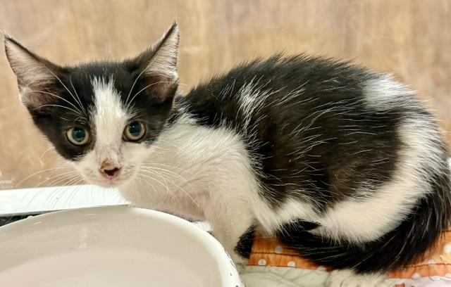 WADDLE, Adoptable, Kitten Female Domestic Short Hair.