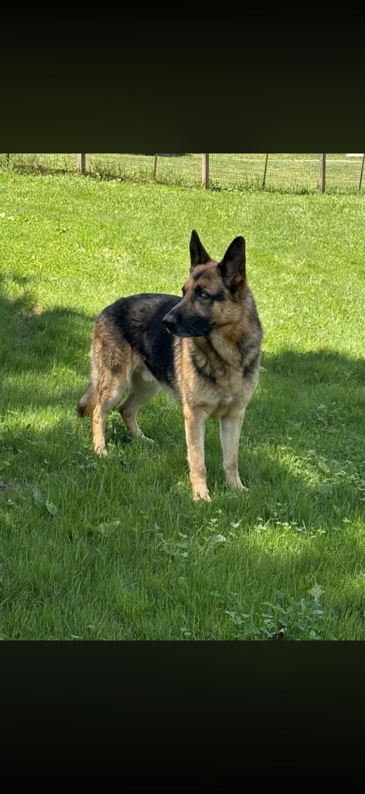 Lou, Adoptable, Adult Male German Shepherd Dog.