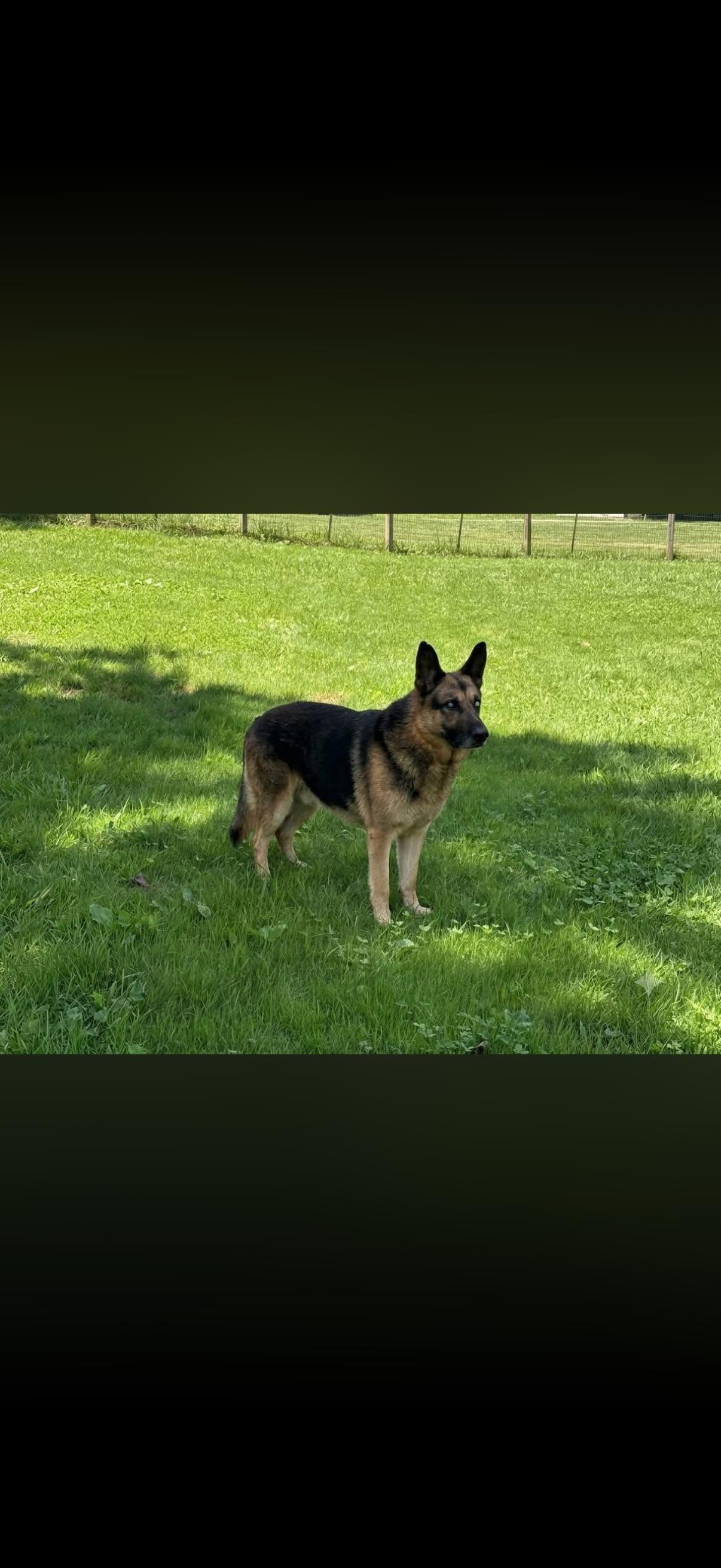 Enlarge Lou, a Adoptable German Shepherd Dog in Long Bottom, OH image 2/2