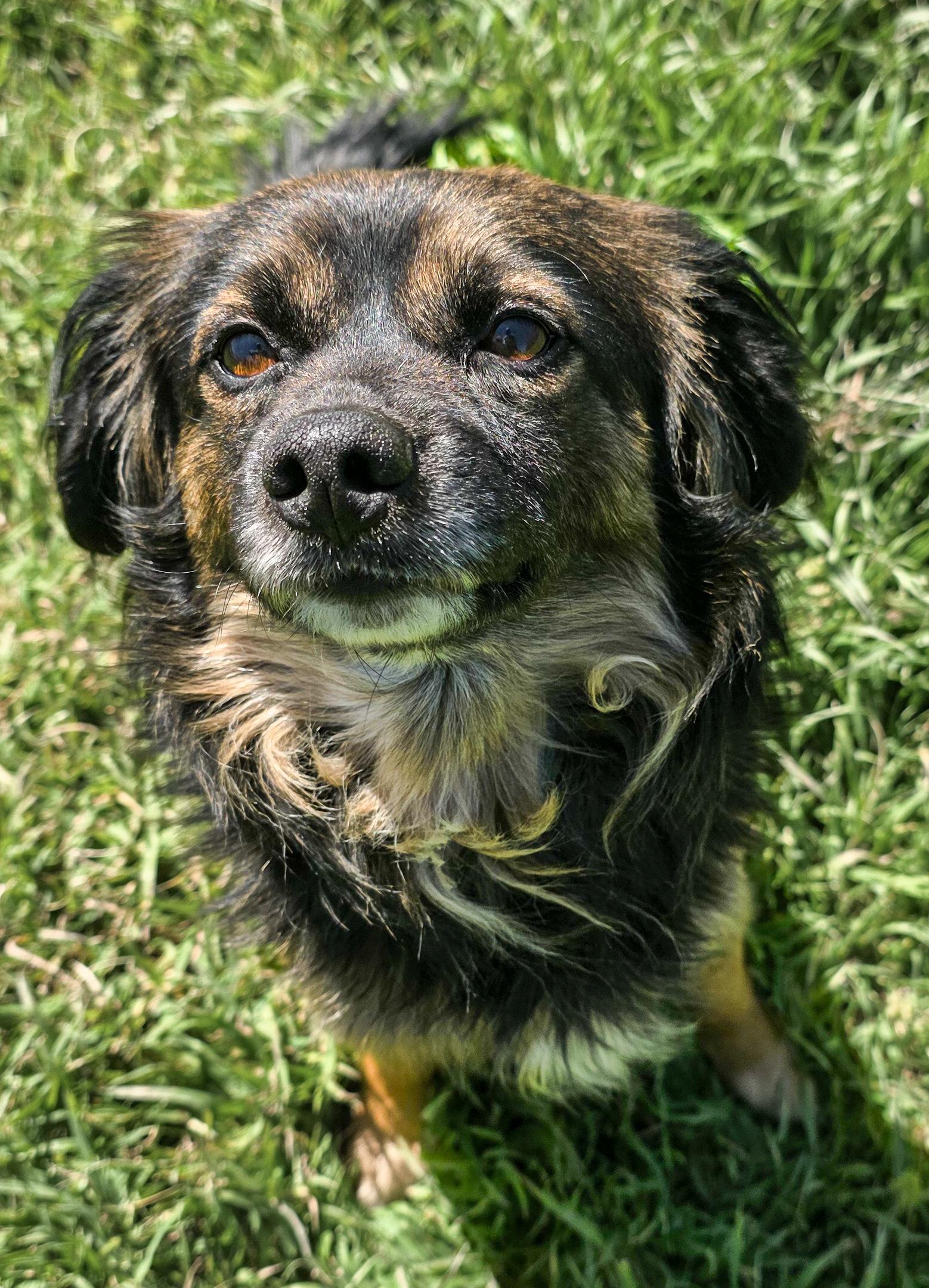 Enlarge Smokey, an adopted mixed breed in Bothell, WA image 1/4